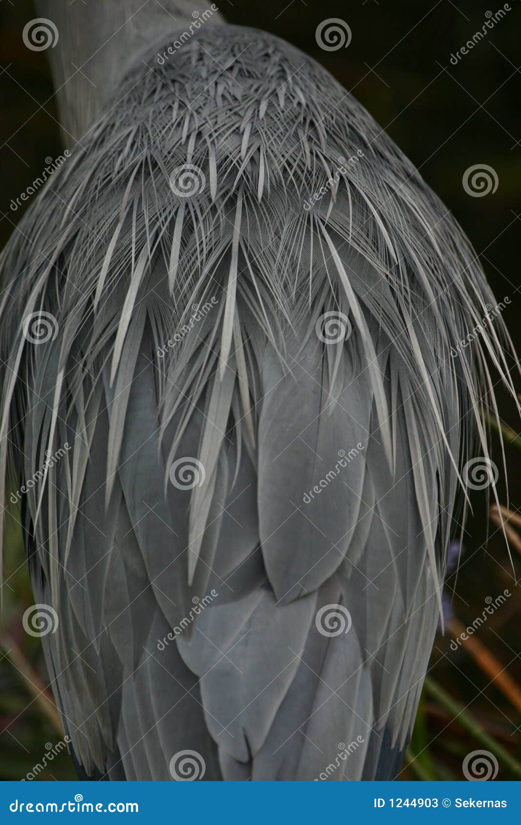 great blue heron plumage detail