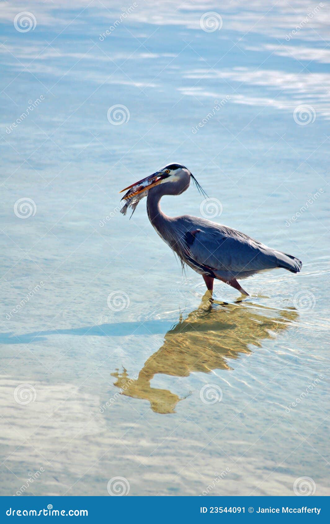 great blue heron with pompano fish