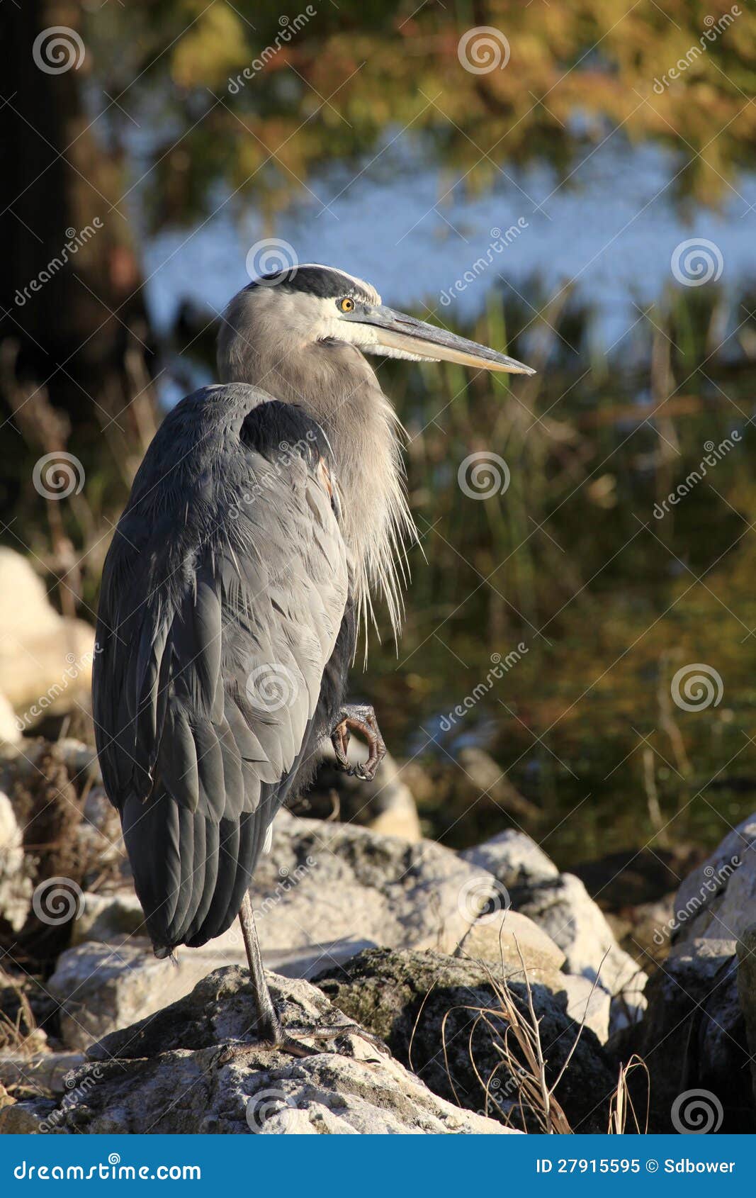 Great Blue Heron Resting on Lake Bank Stock Image Image of ardea