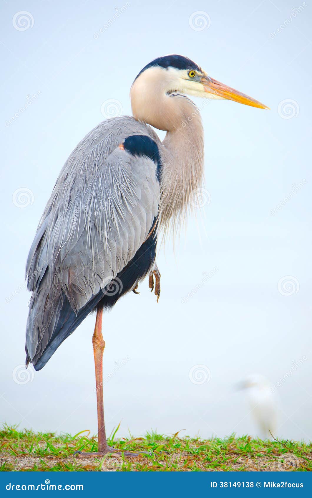 great blue heron bird resting on one leg