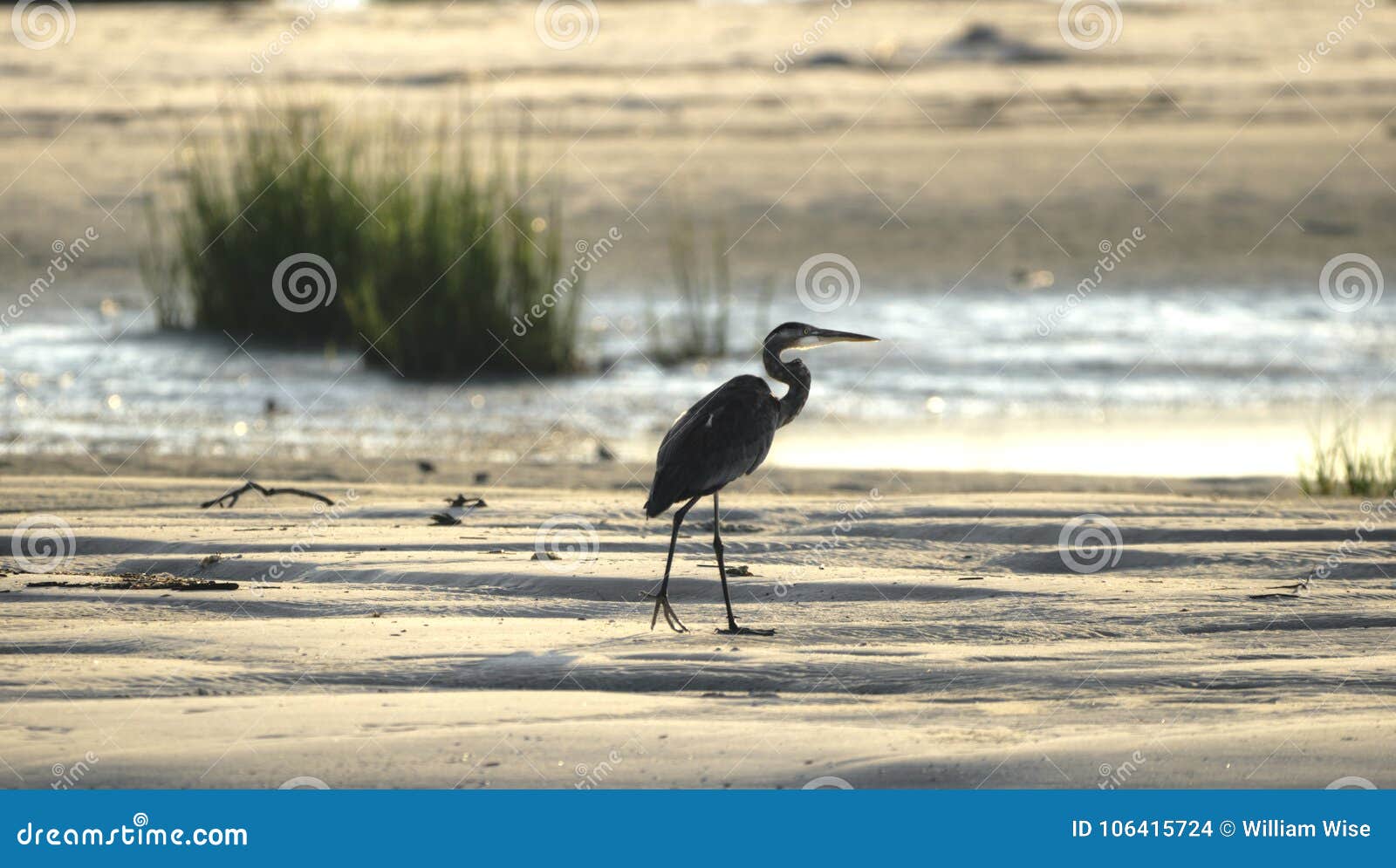 great blue heron silhouette on beach, hilton head island