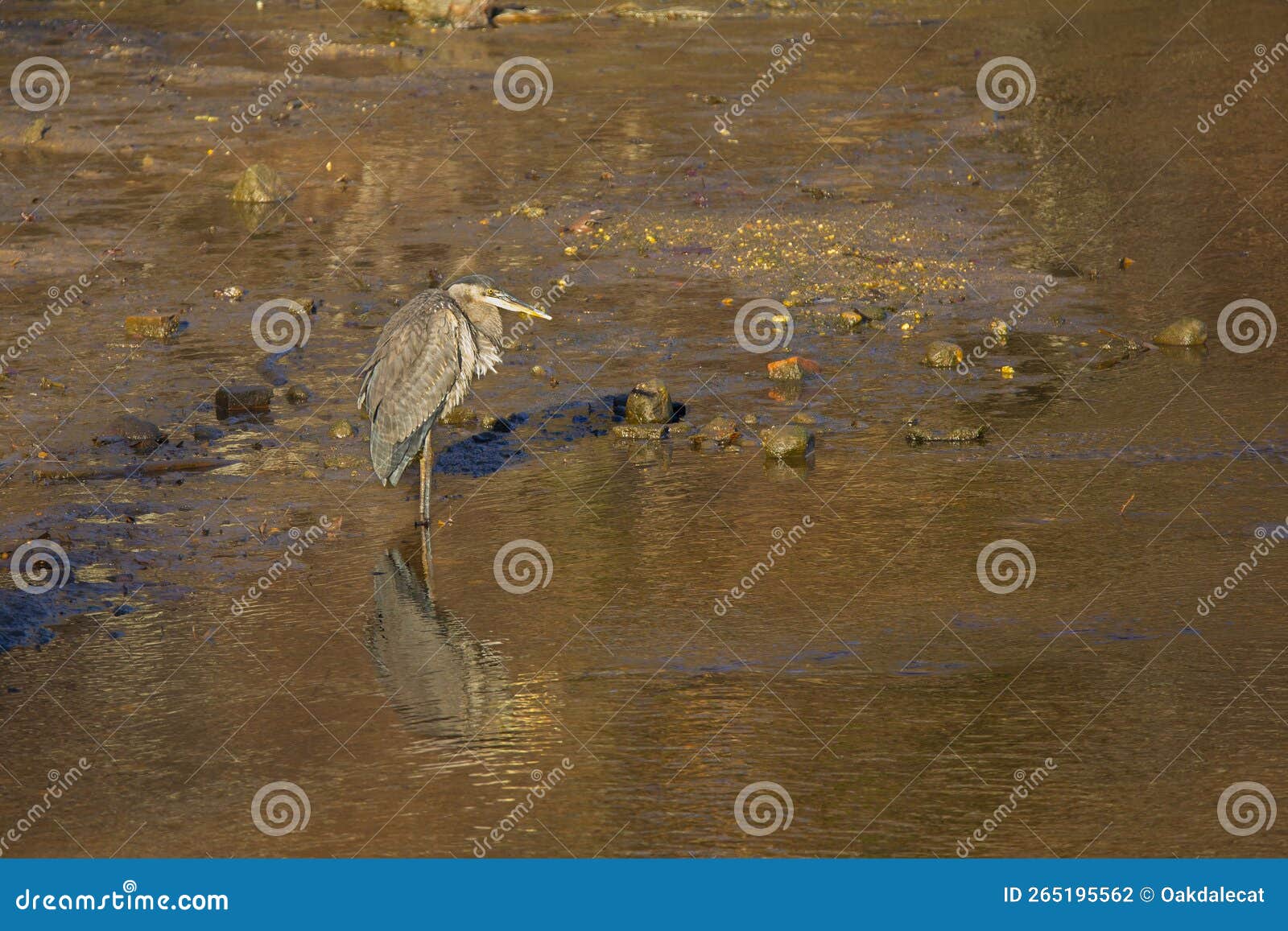 great blue heron standing in shallow stream