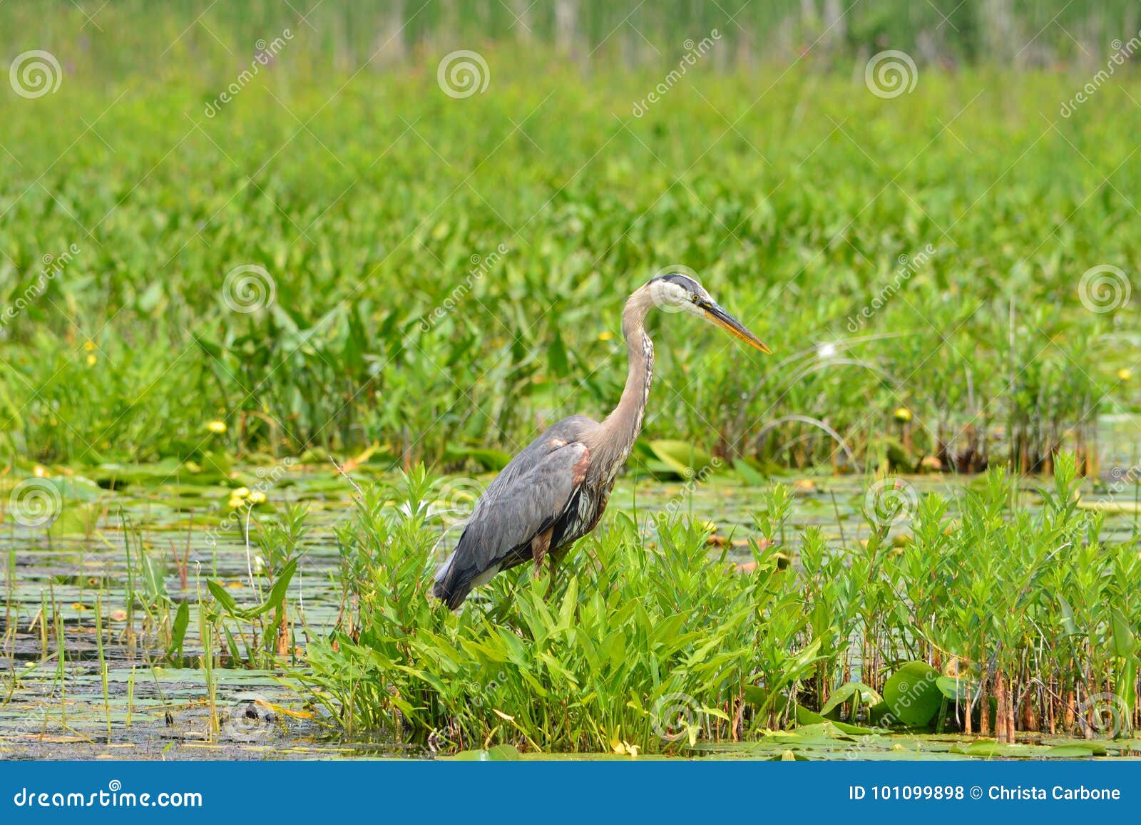 Great Blue Heron Standing in Water and Vegetation Stock Photo - Image ...