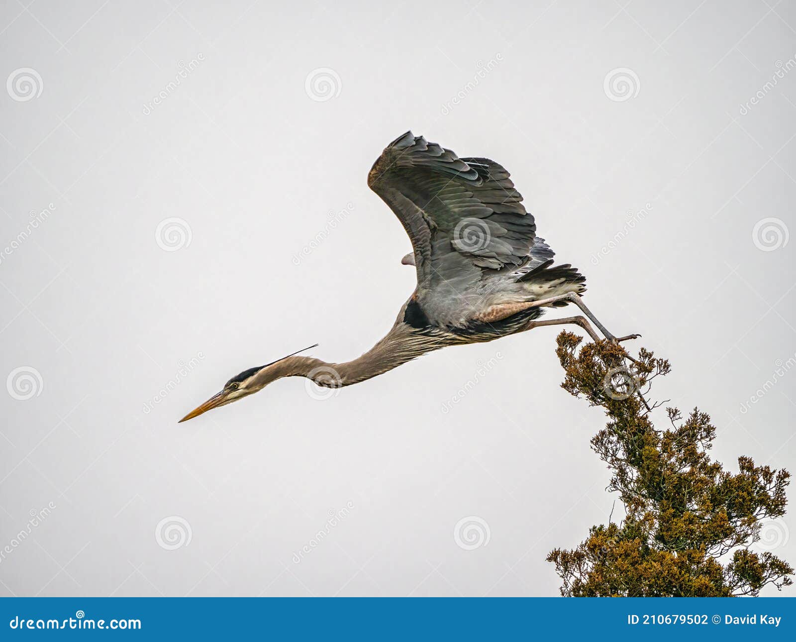 great blue heron take flight