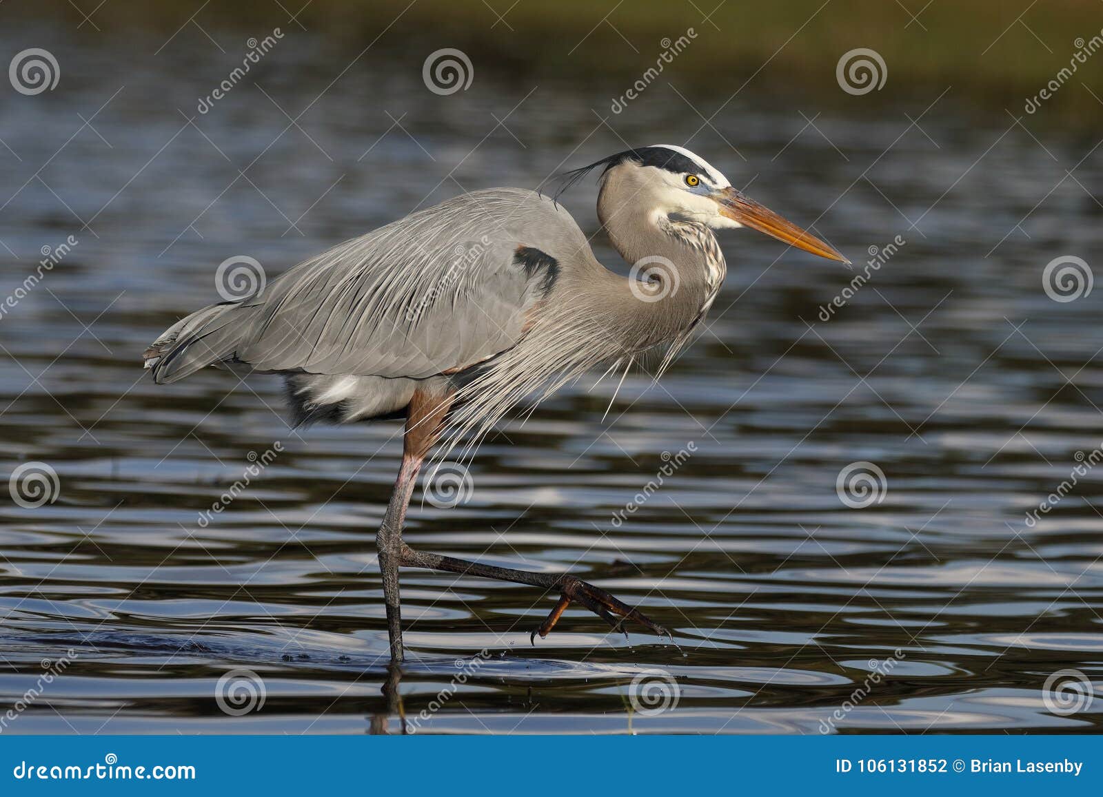 great blue heron wading in a shallow florida pond