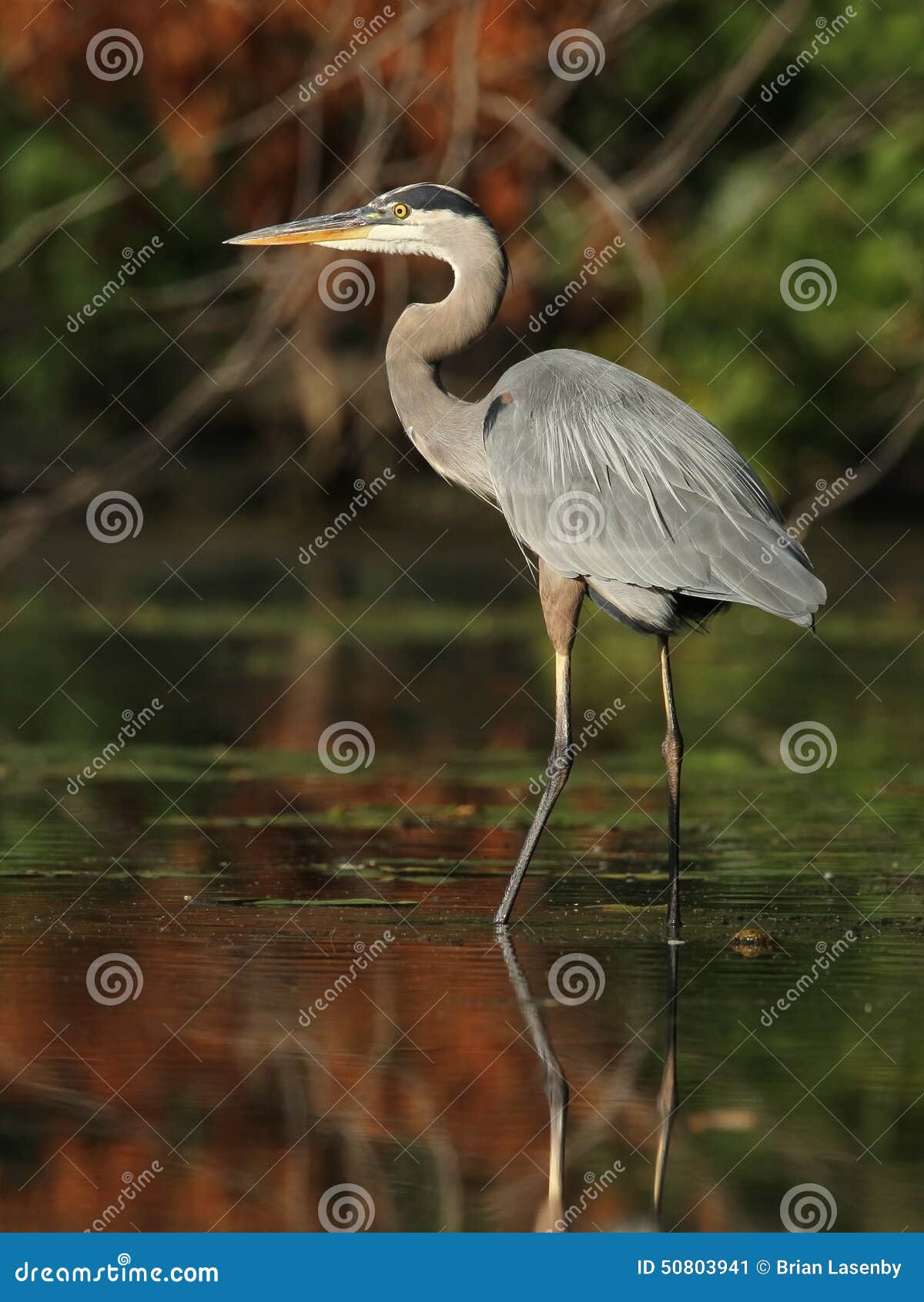 great blue heron wading in a shallow river - ontario, canada
