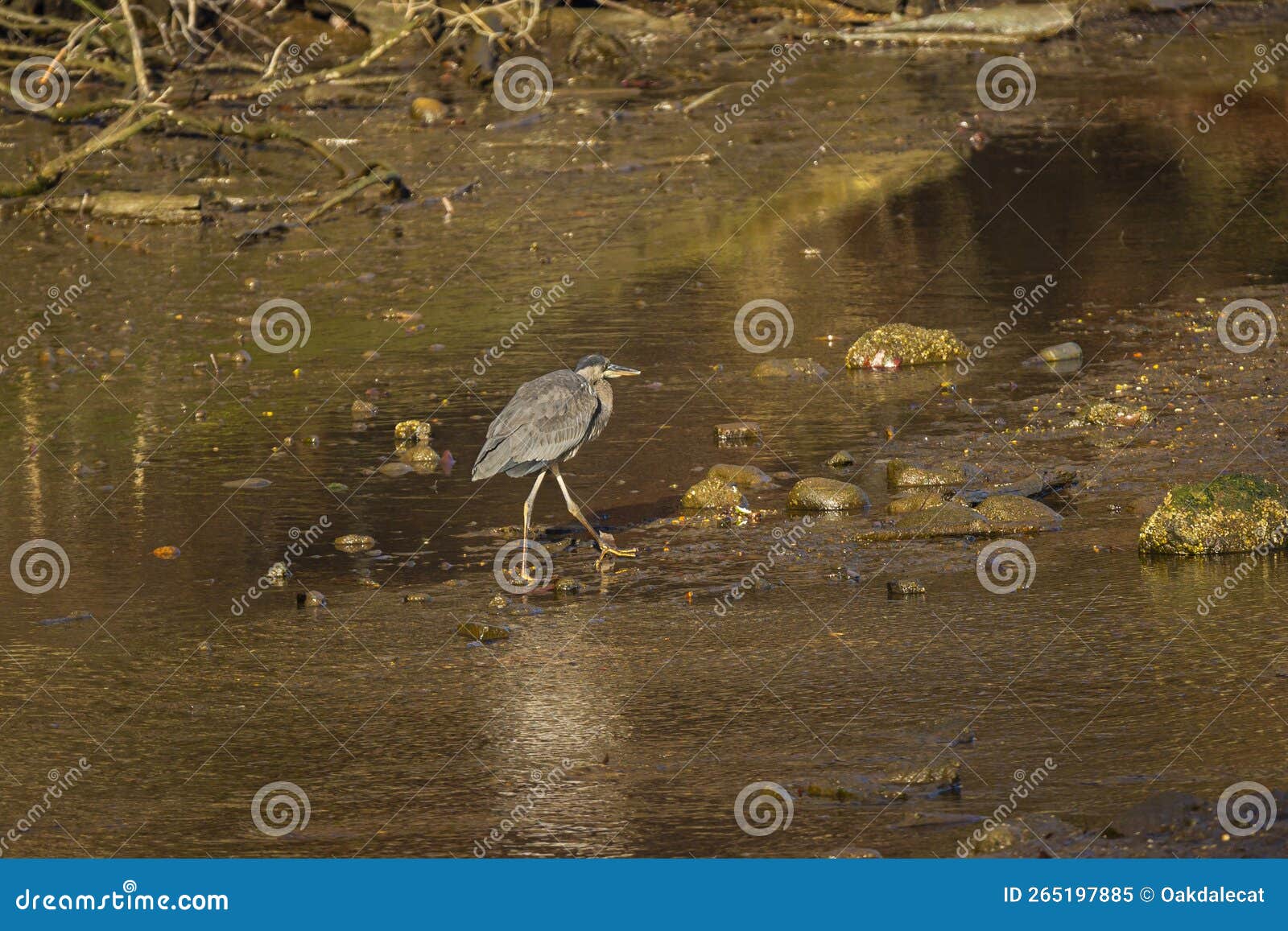 great blue heron walking through shallow stream