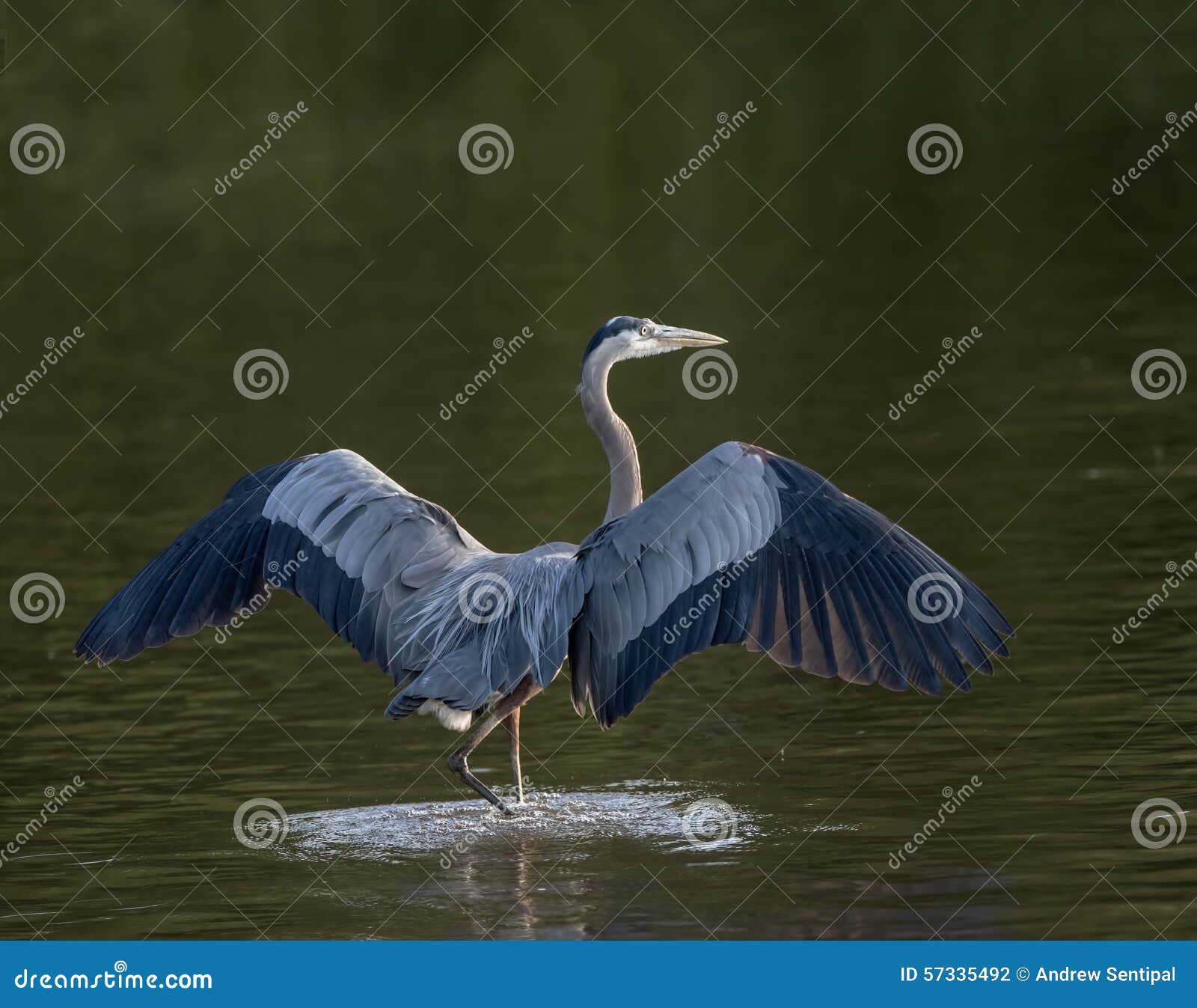 great blue heron walking with wings open