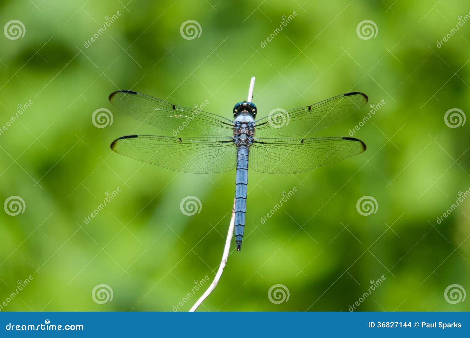 Great Blue Skimmer stock photo. Image of branch, cattails 36827144