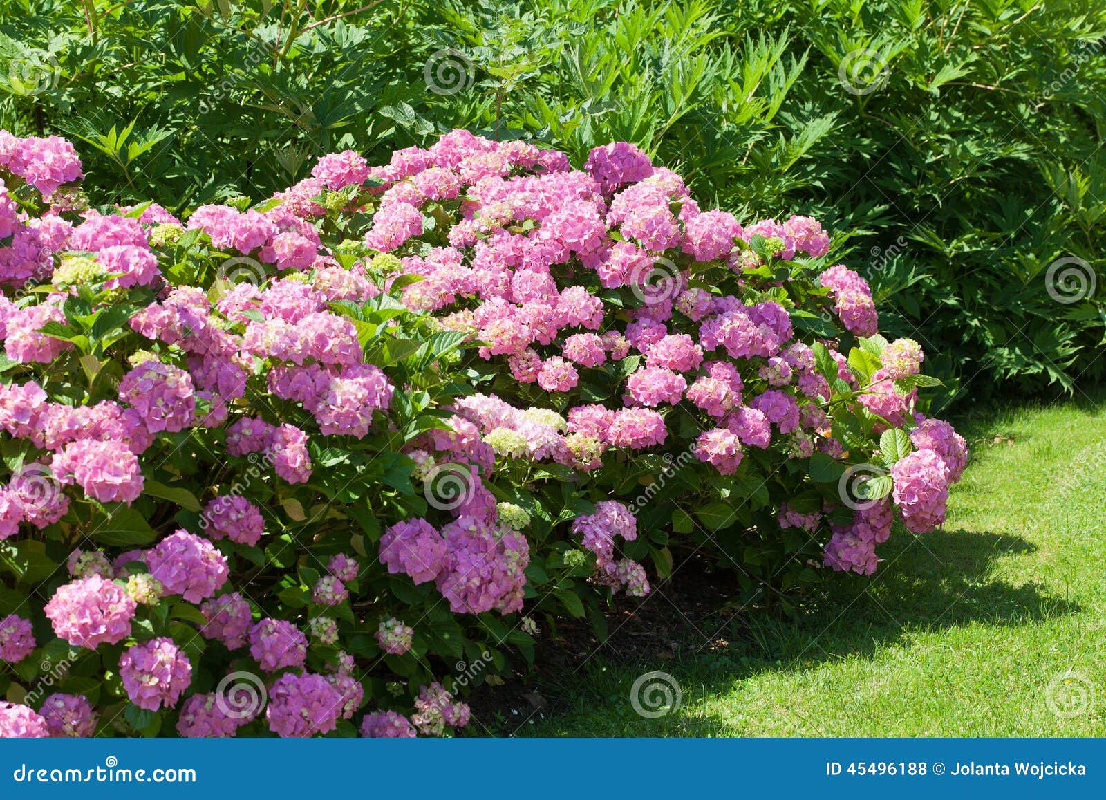 great bush of pink flower hydrangea blooming in the garden