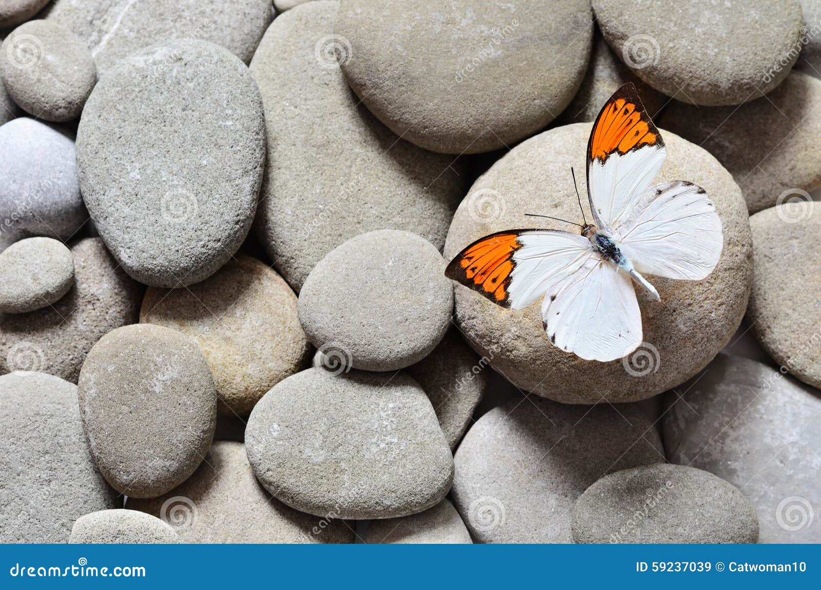 The Great Butterfly on Stones Stock Image Image of dragontail