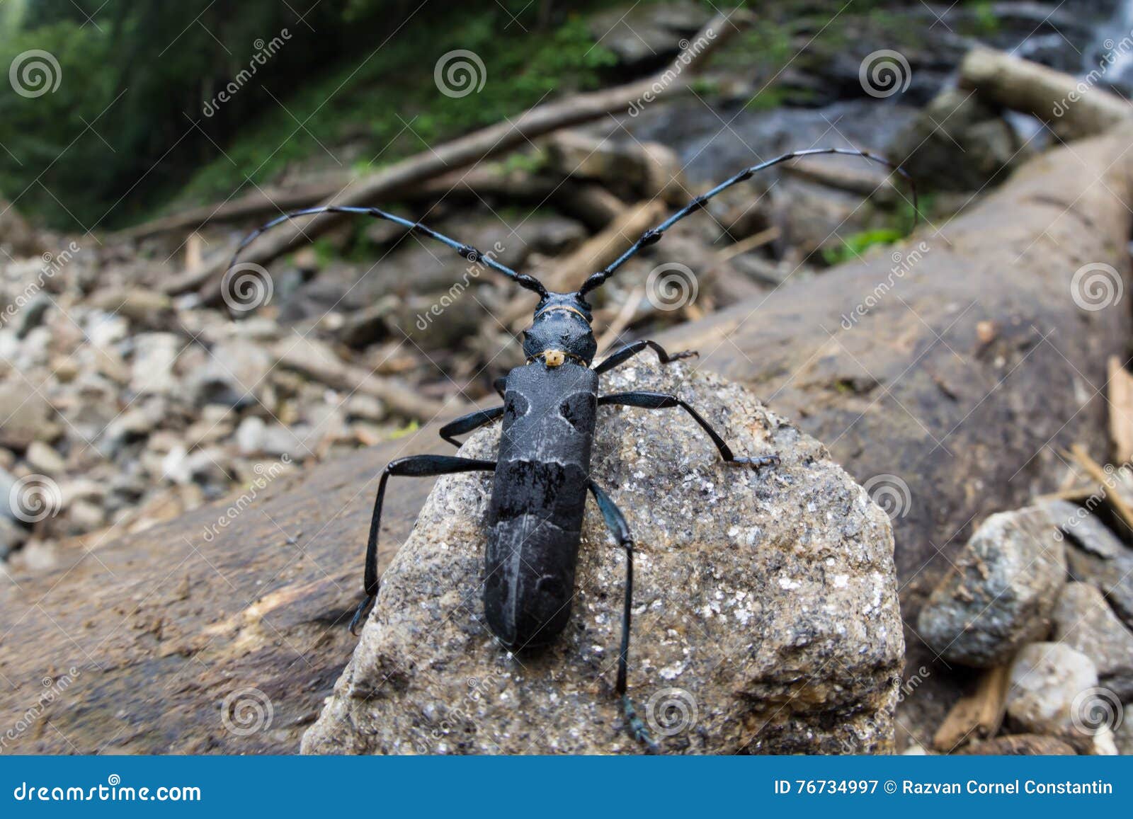 great capricorn beetle - cerambyx cerdo