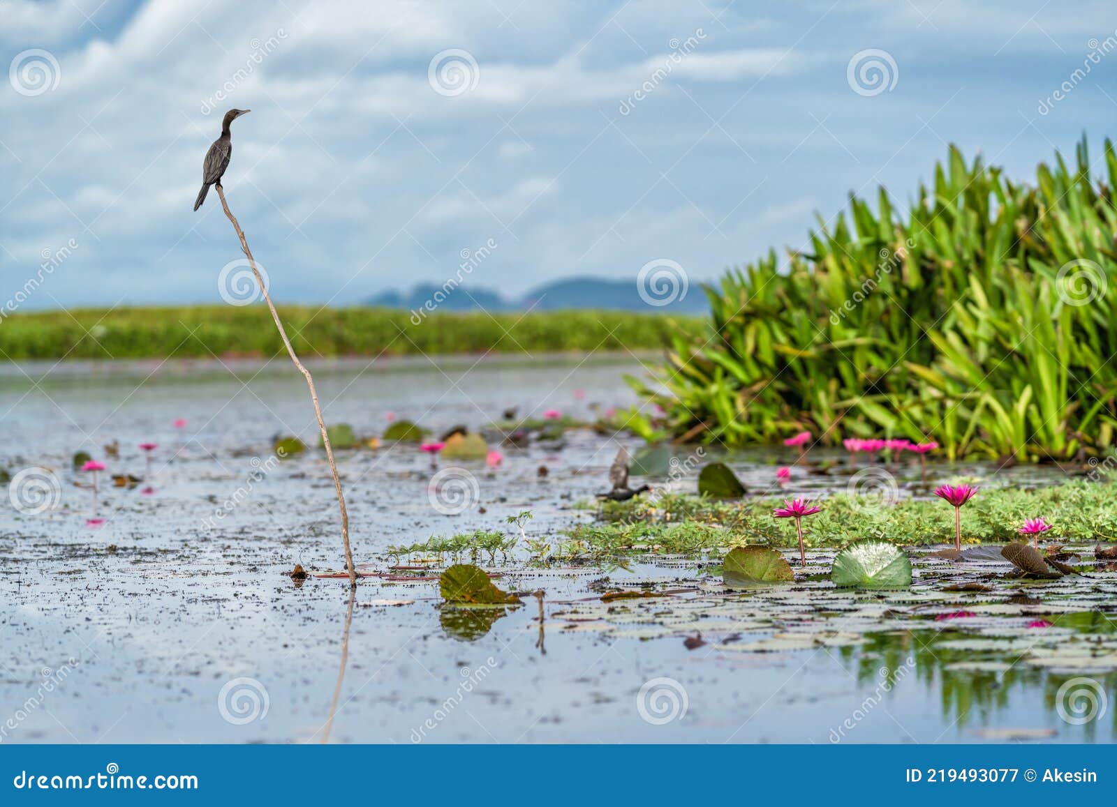 great commorant bird sitting on wood stick in lotus lake