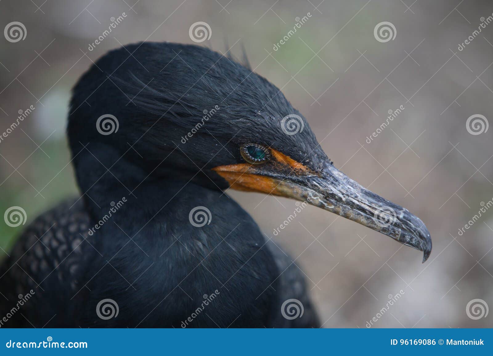 great cormoran