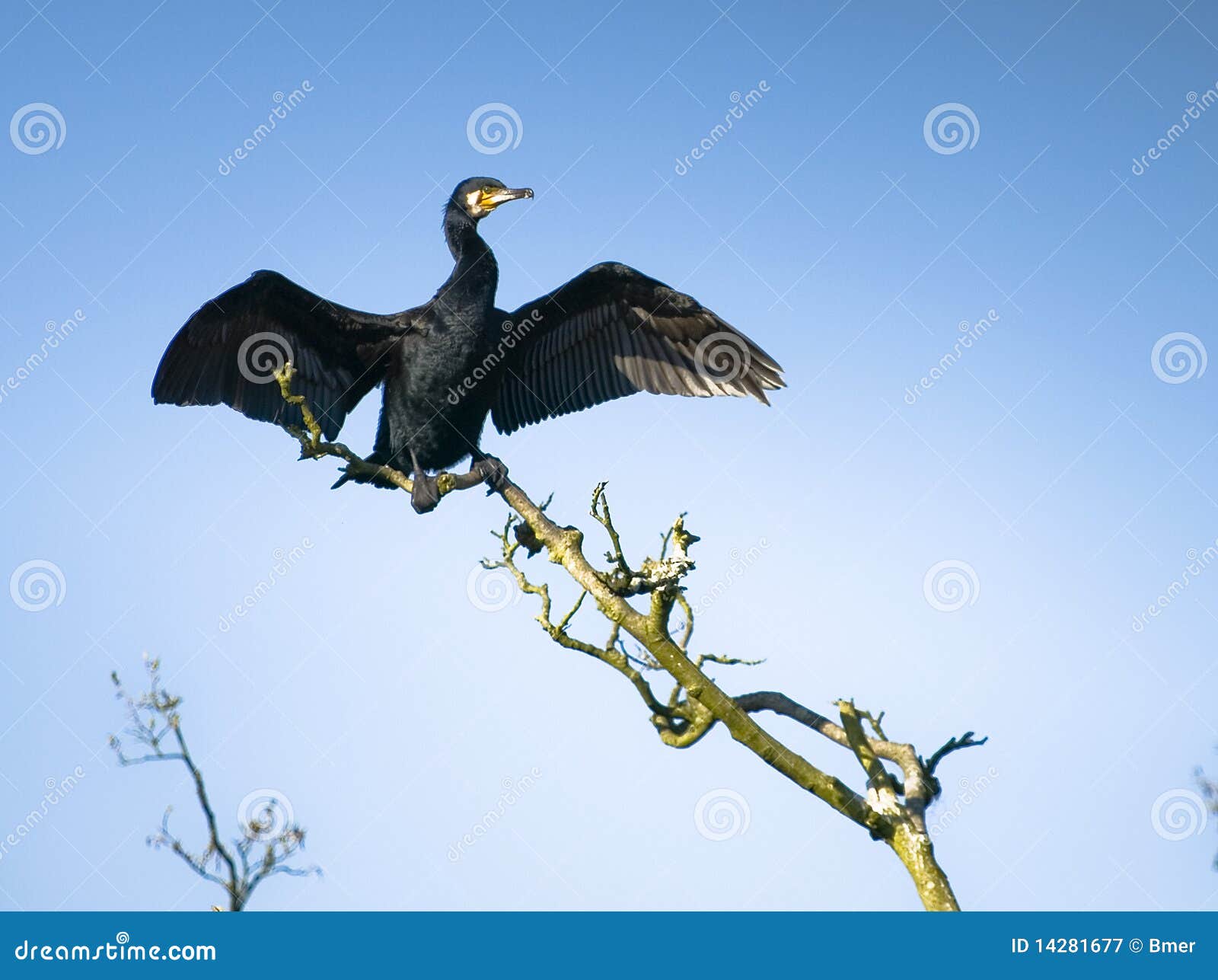 great cormorant