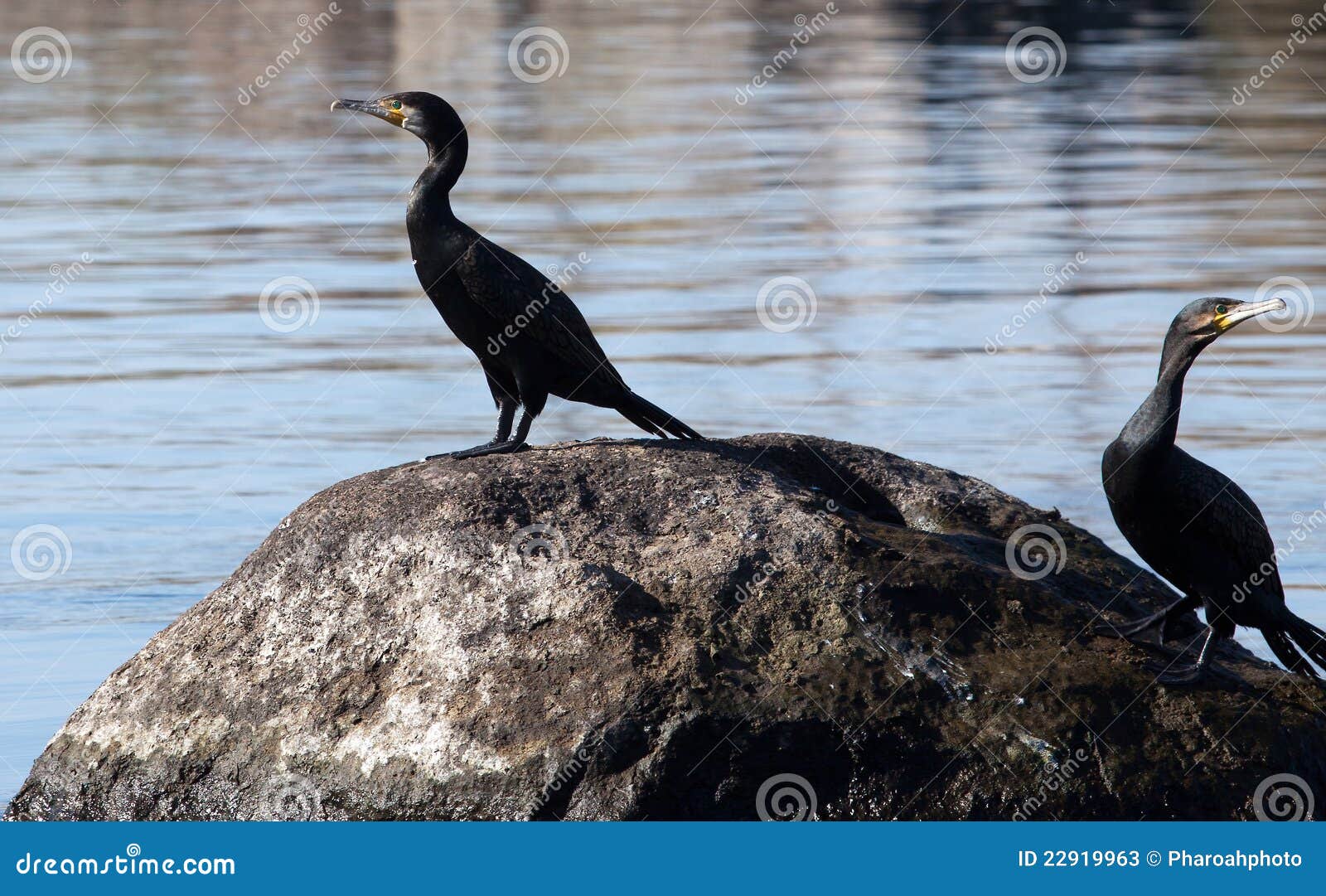 The Great Cormorant stock image. Image of birds, rock 22919963