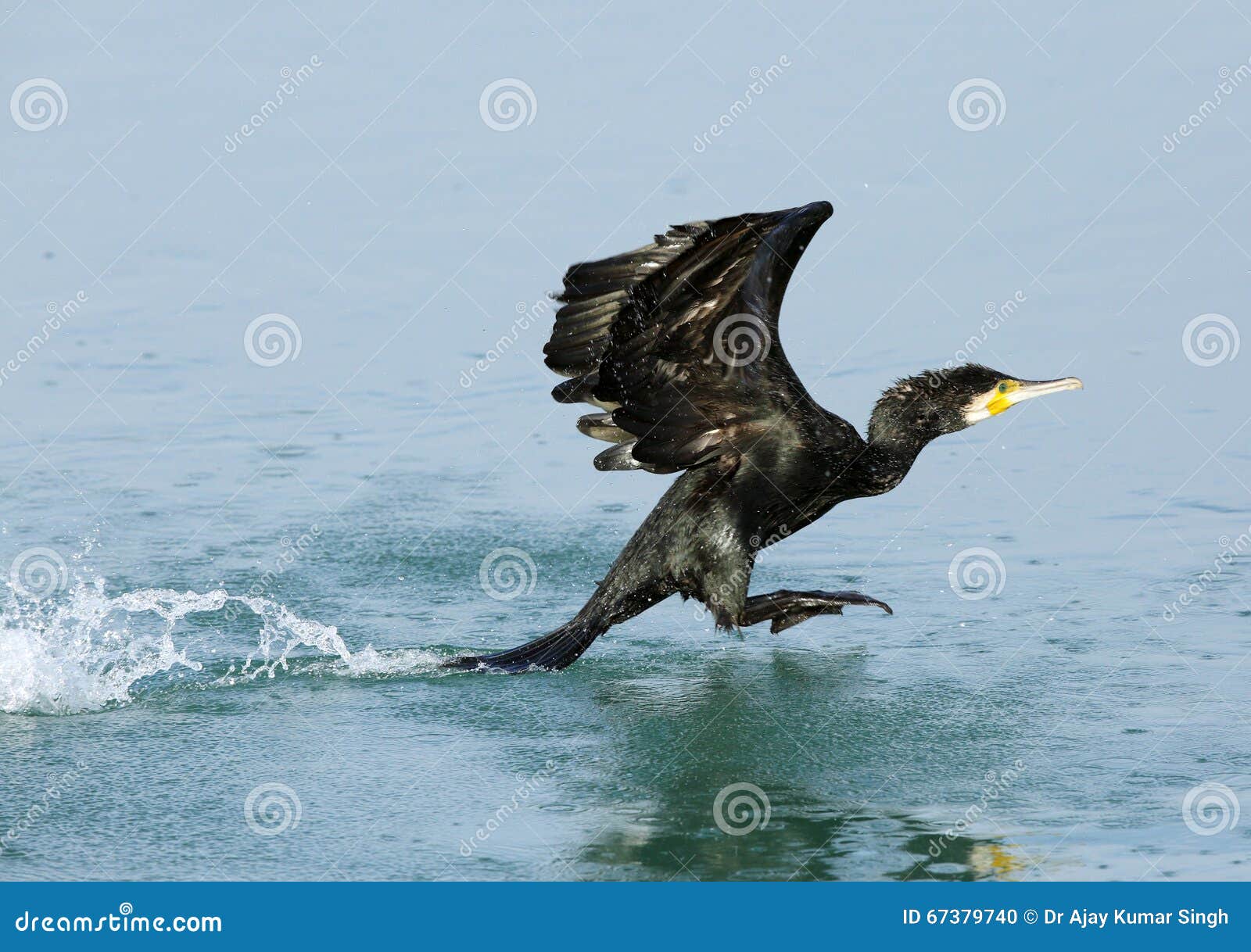 Great cormorant flying stock photo. Image of colorful 67379740