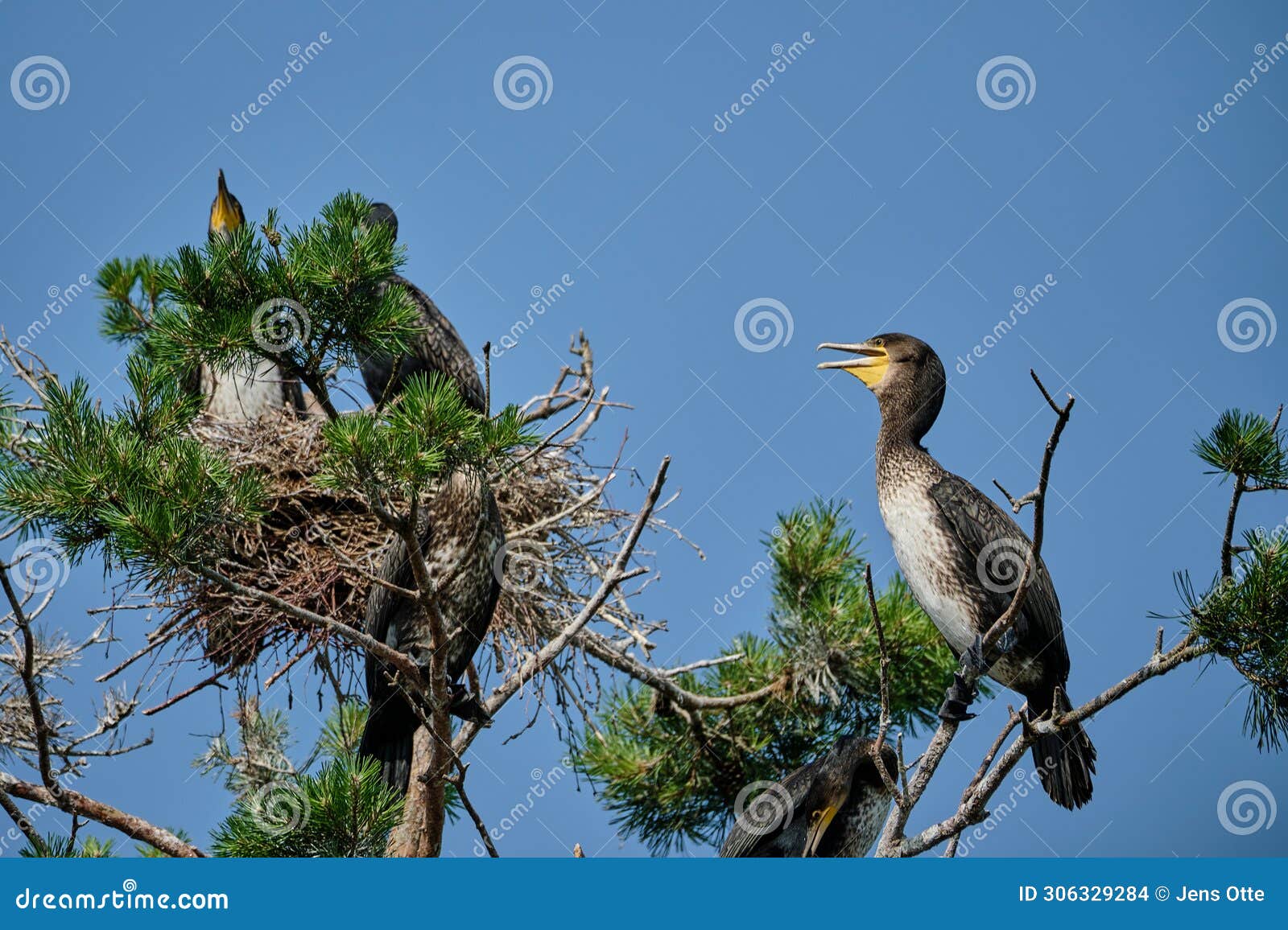 great cormorant high up in the tree on the curonian spit
