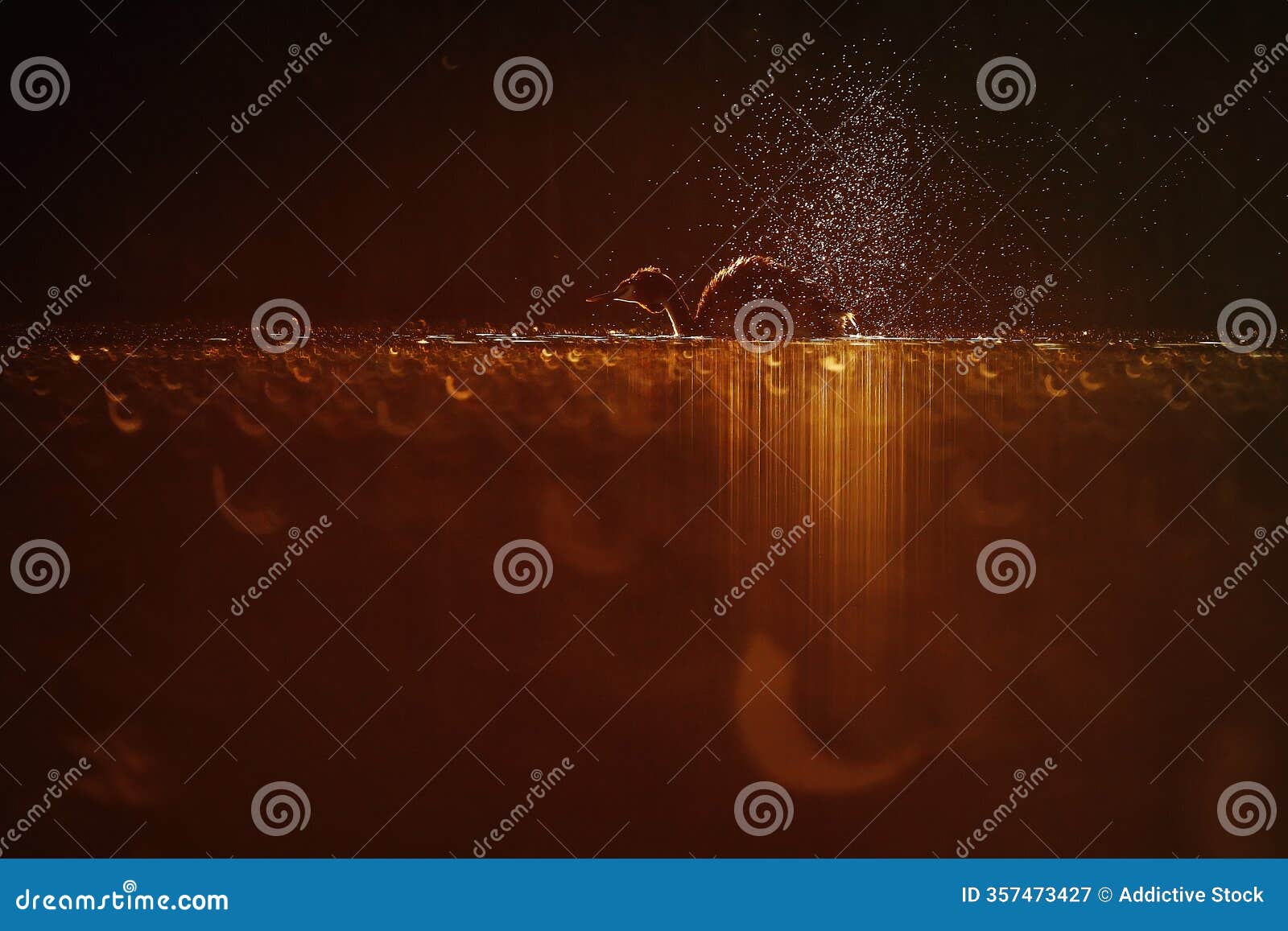 a great crested grebe dives into the night waters, creating a spectacular display of water droplets and ripples under a fiery