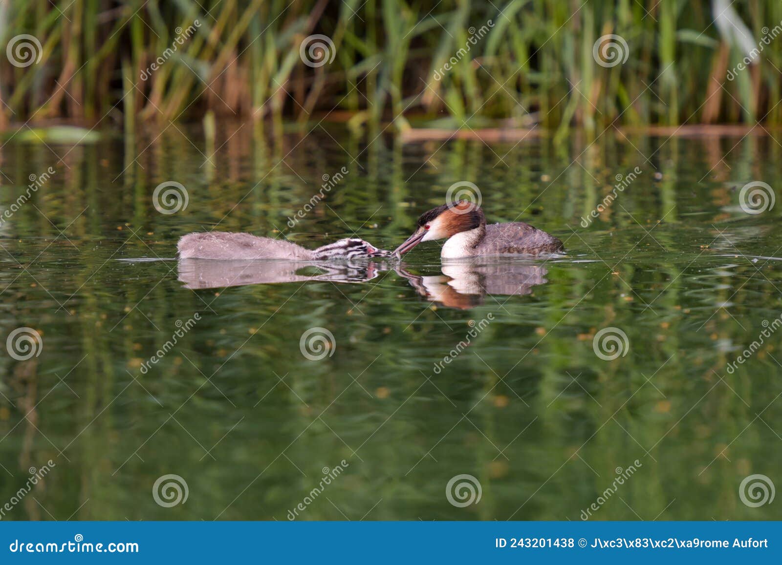 great crested grebe with his baby on a pond