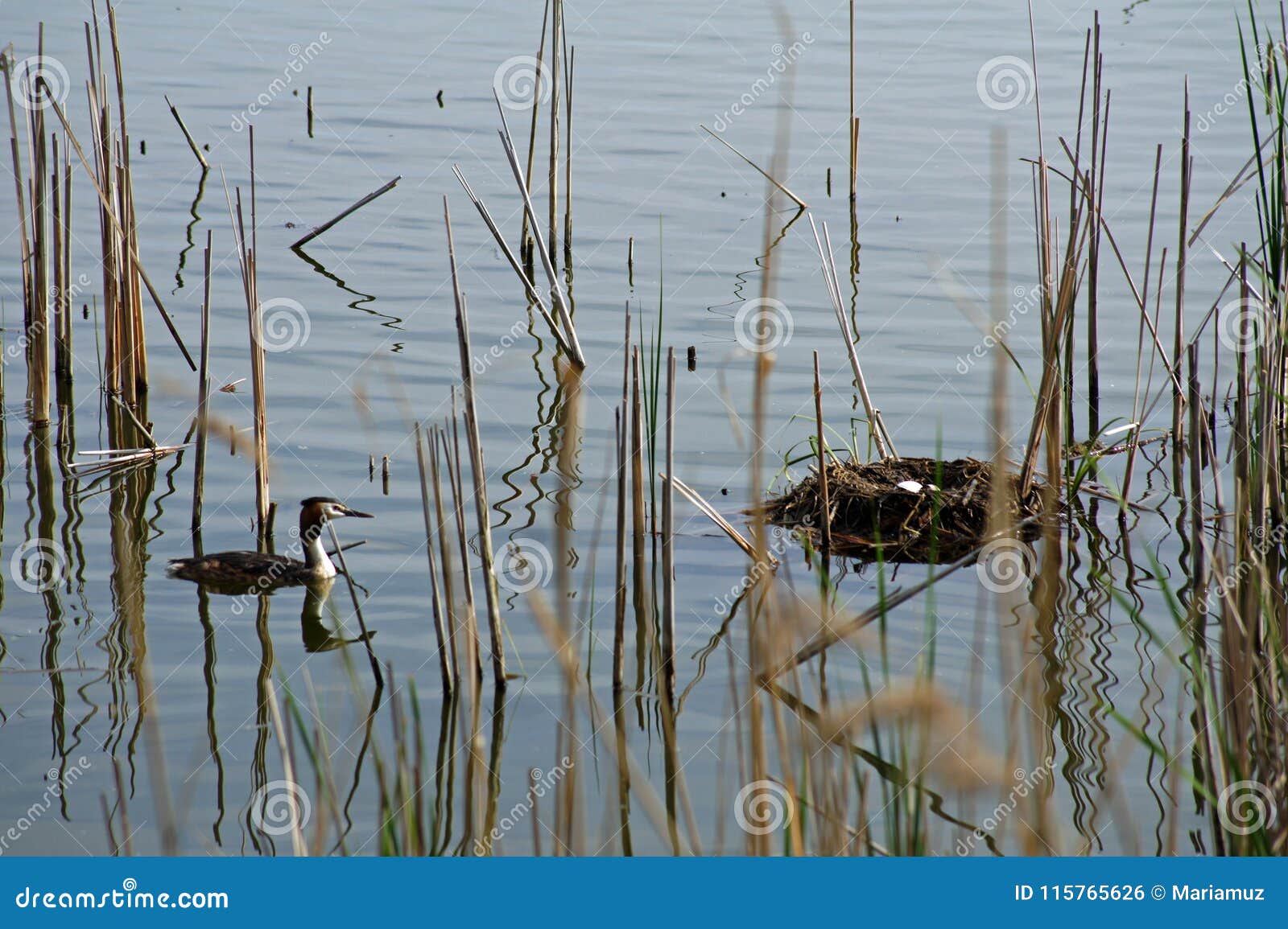 great crested grebe nest guard his nest