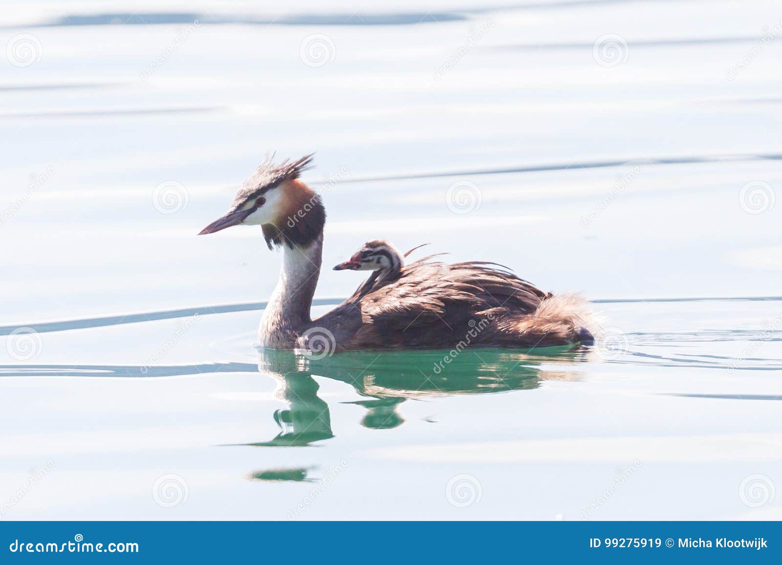 great crested grebe podiceps cristatus with chick on back