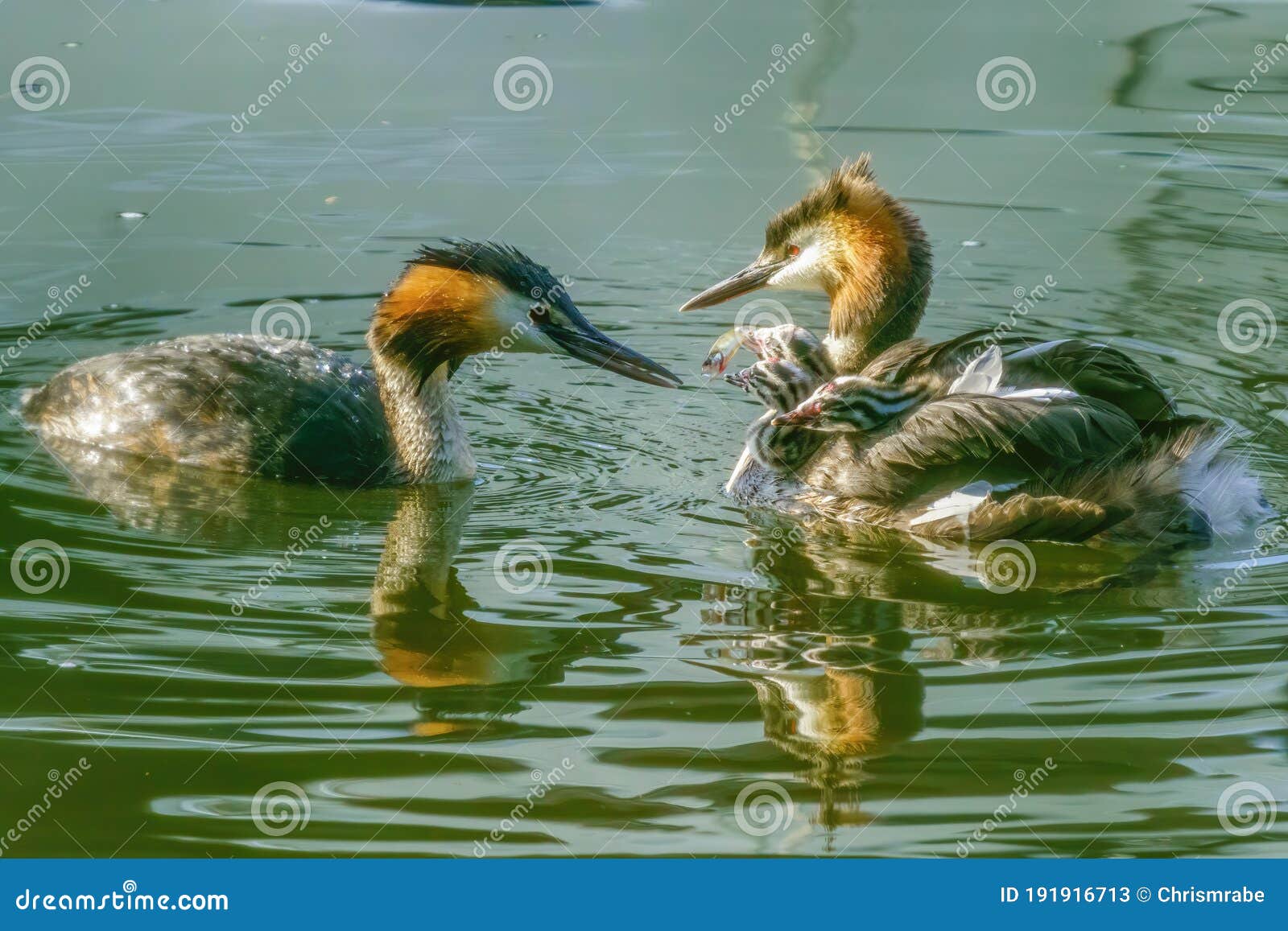 great crested grebe (podiceps cristatus) parent feeding a fish to one of it's chicks, taken in twickenham