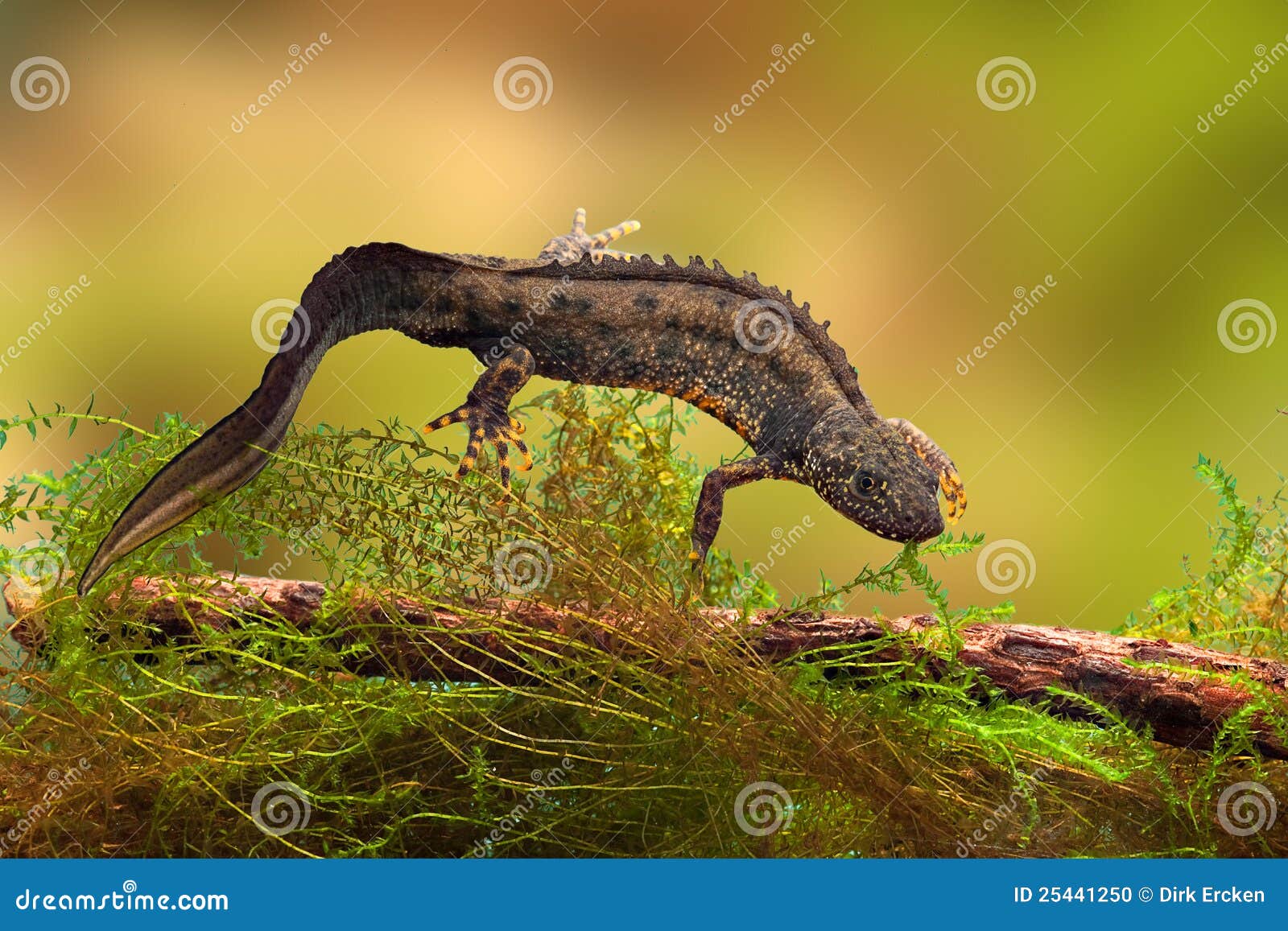 Great Crested Newt or Water Dragon Stock Photo Image of endangered