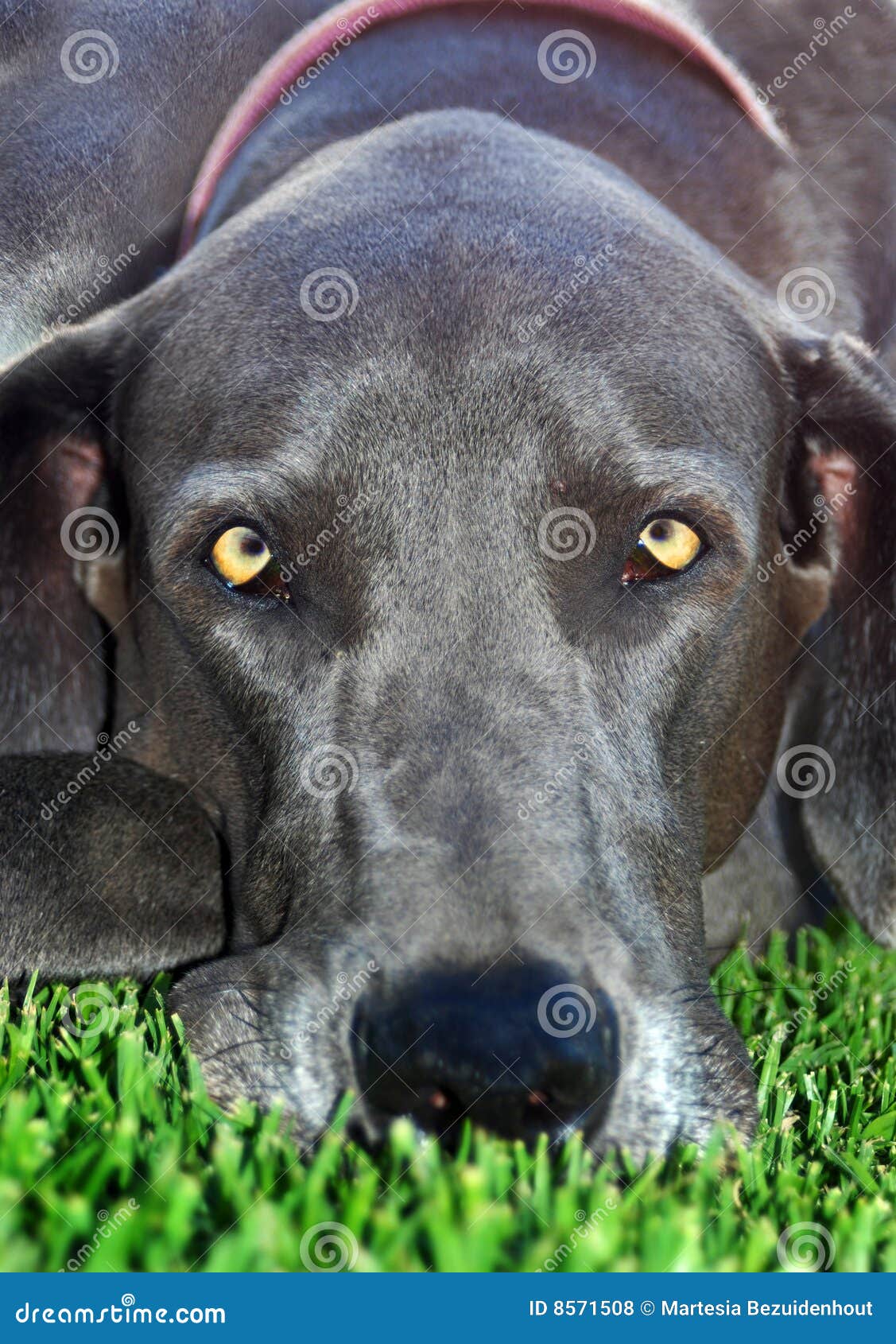 Great dane close up stock photo. Image of pure, thoroughbred 8571508