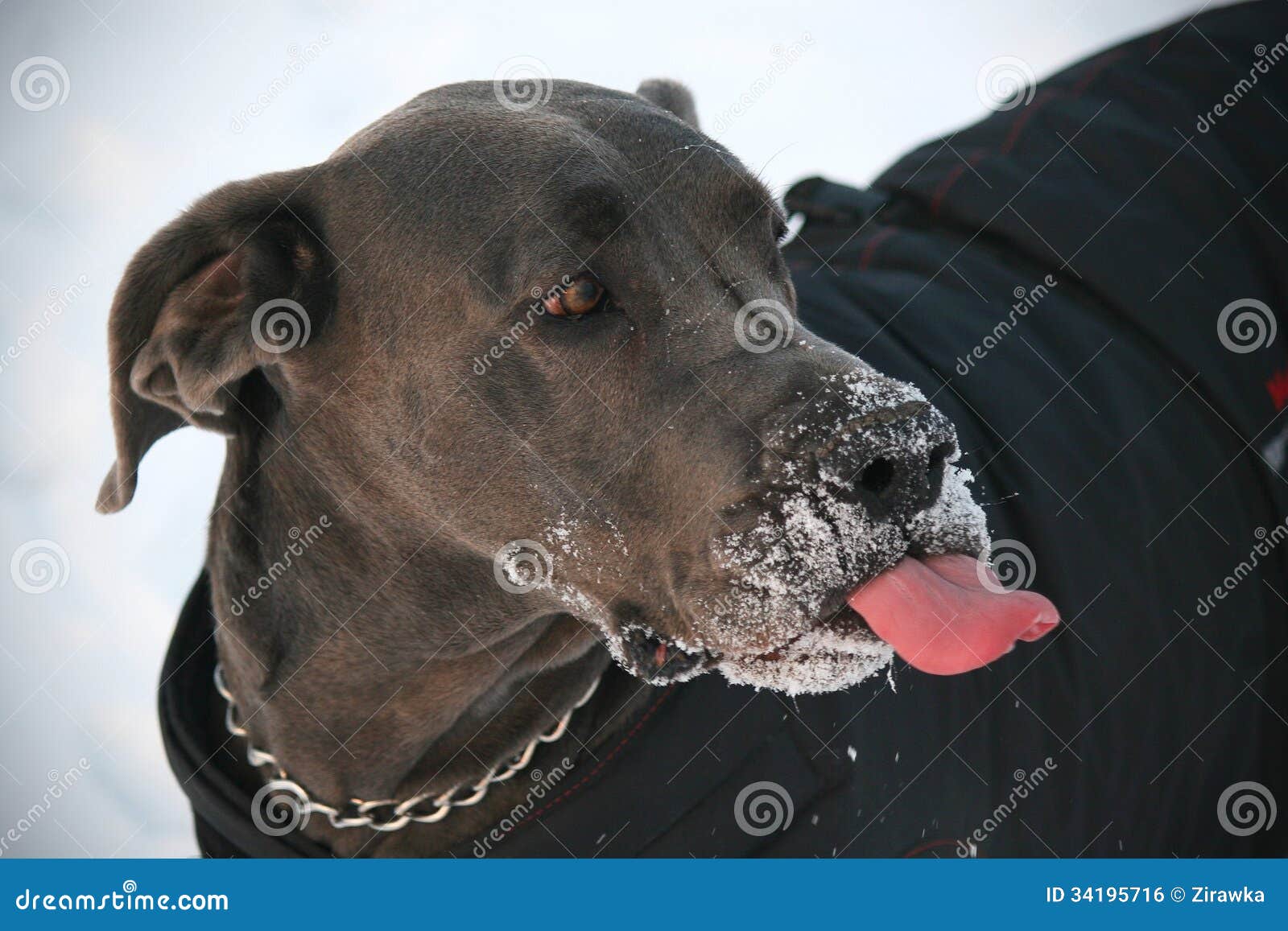 The great dane in the coat stock photo. Image of snow 34195716