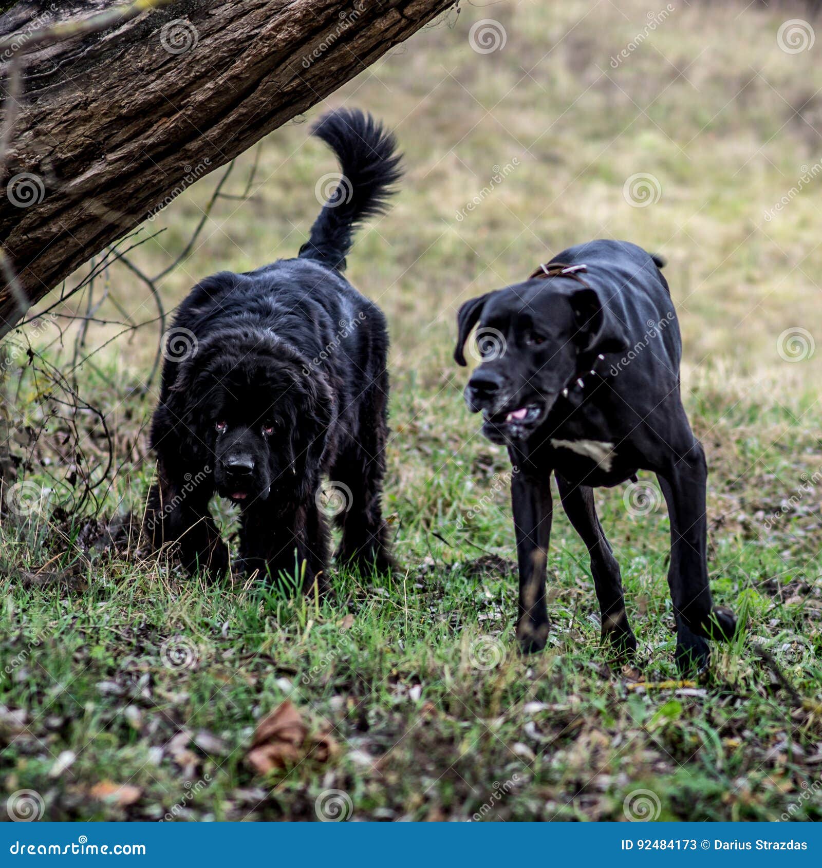 great dane and newfoundland