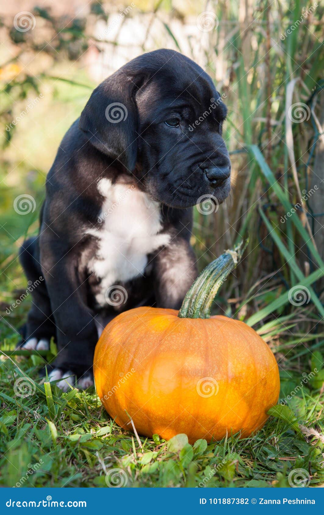 great dane pumpkin