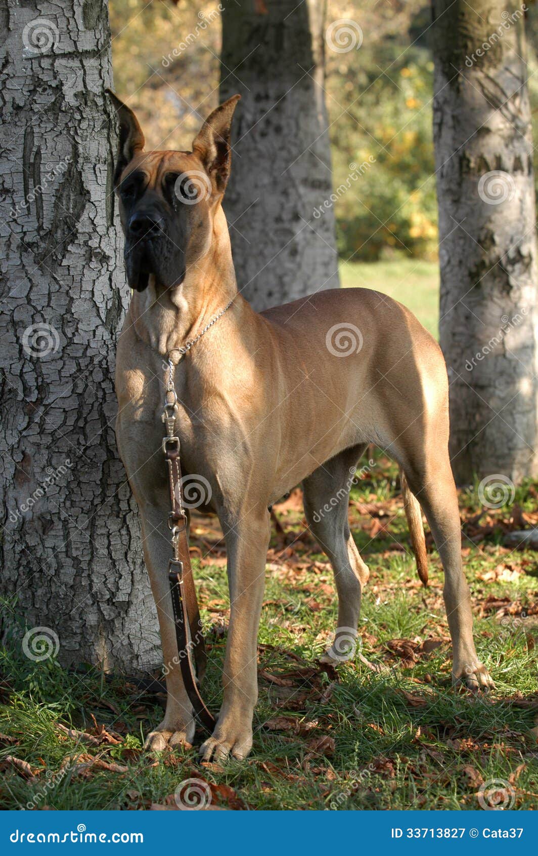 Great Dane stock image. Image of familiaris, mastiff 