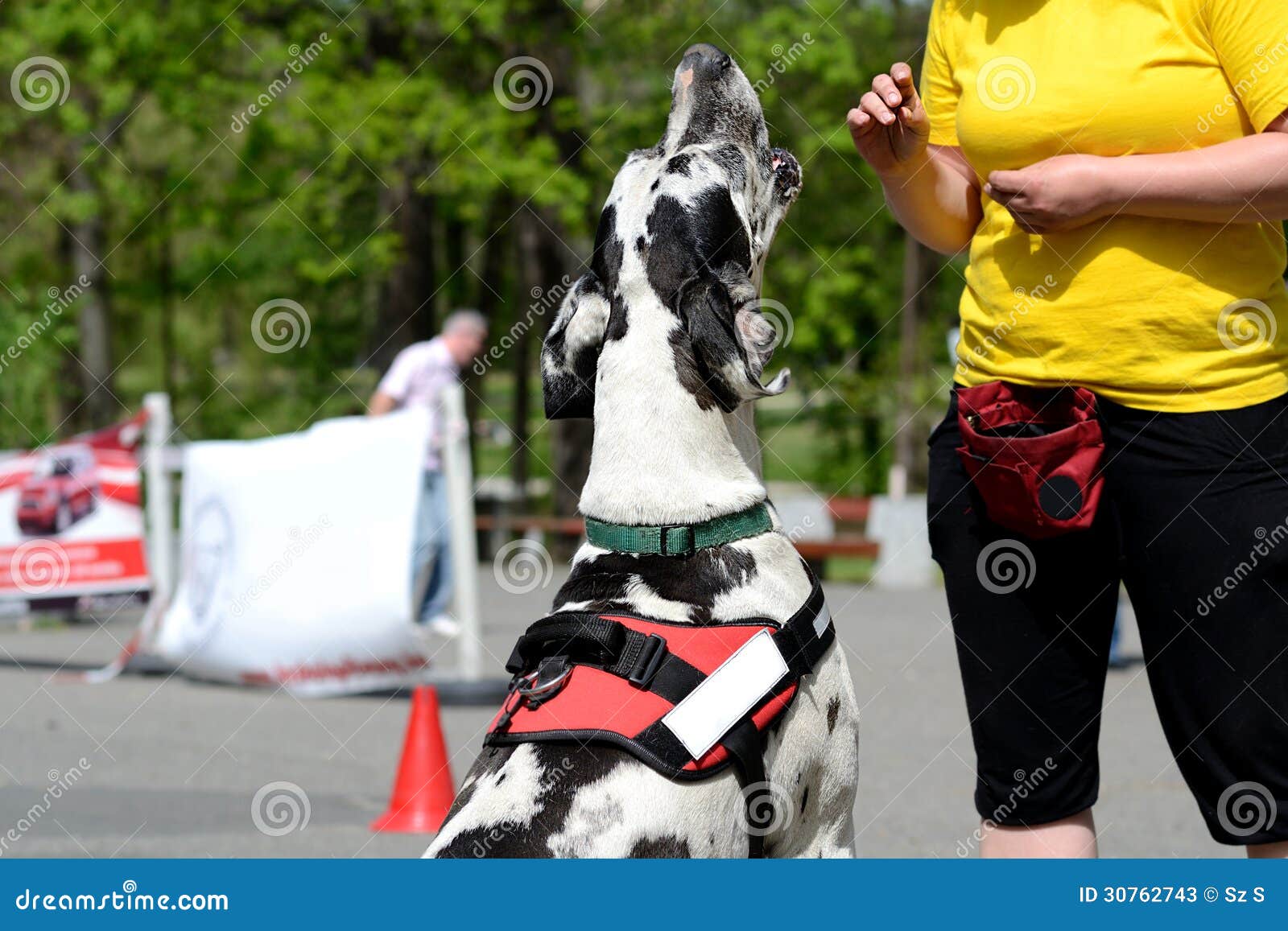 Great Dane dog training stock image. Image of park, doggy 30762743
