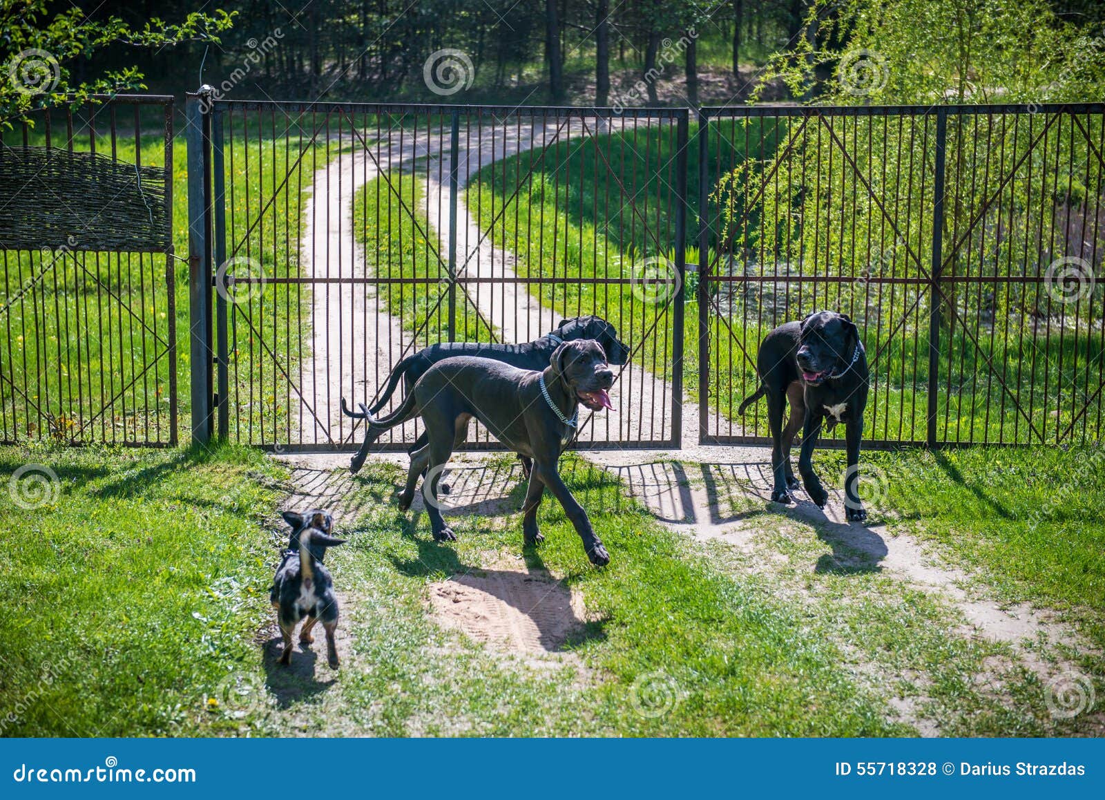 Great dane dogs stock photo. Image of dane, guardian 55718328