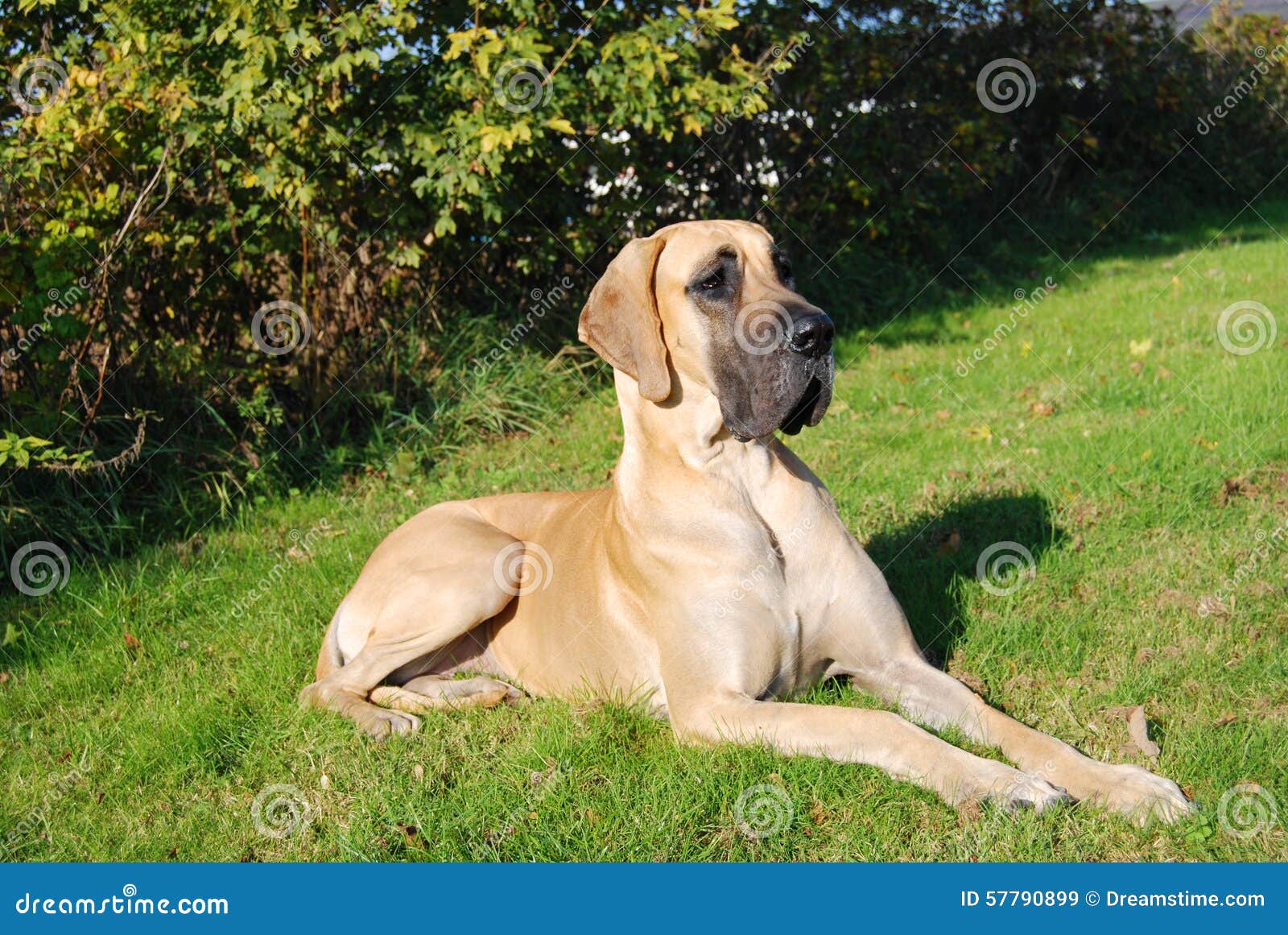 tan great dane