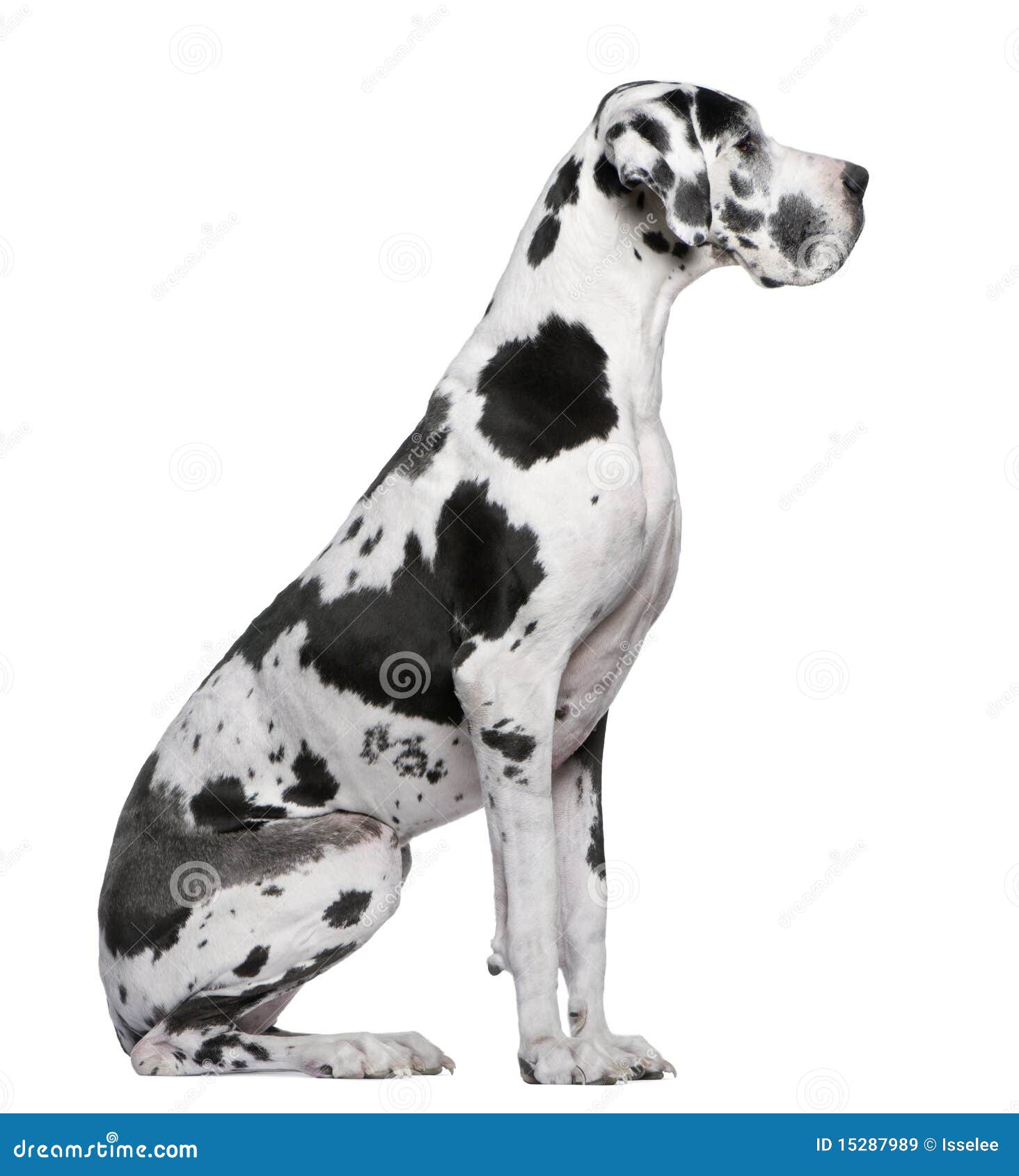 Great Dane Looking Down At Ball On Hind Legs Stock Photo