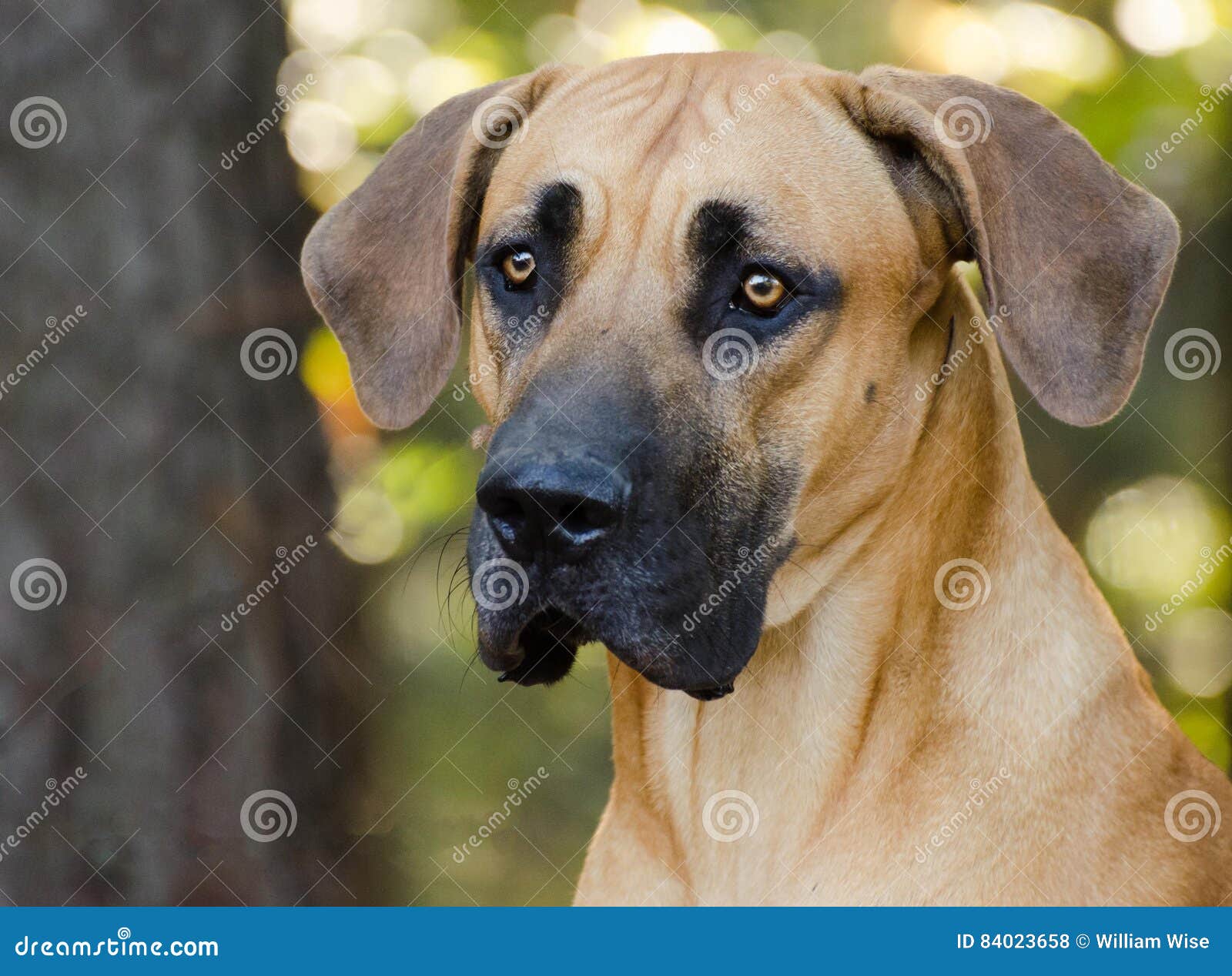 tan and black great dane