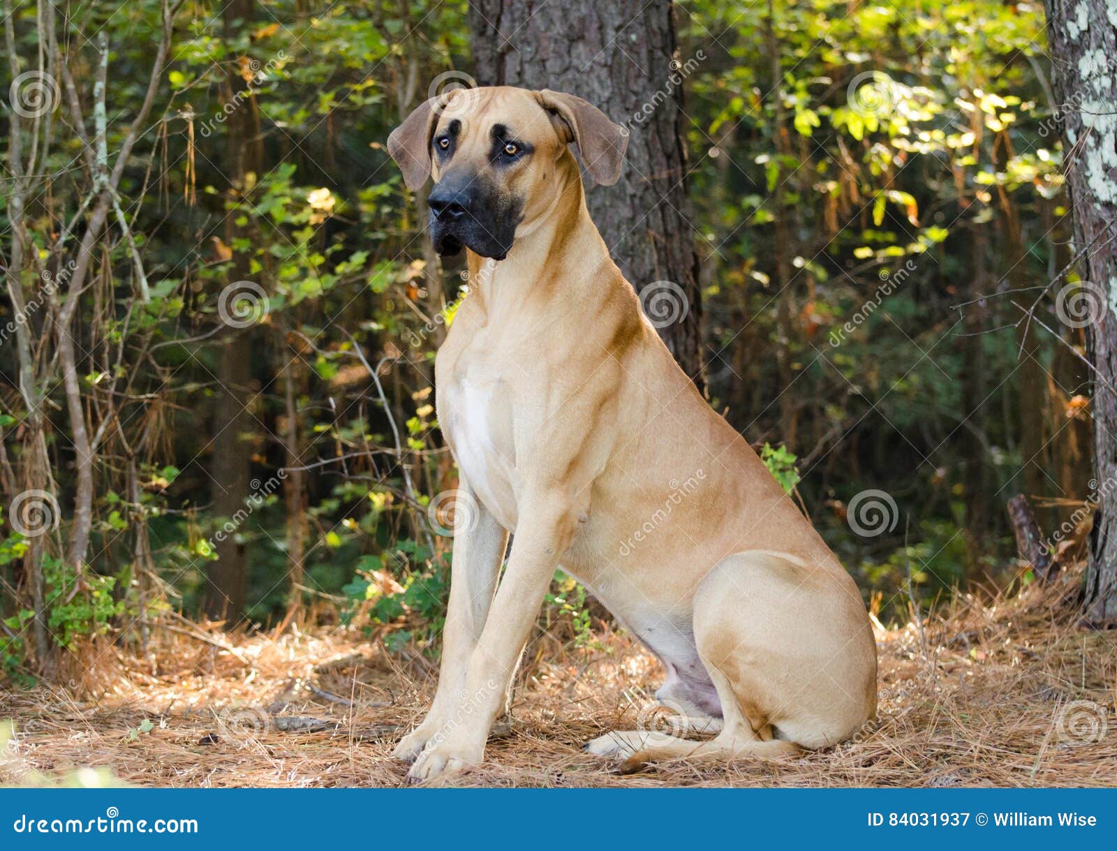 tan and black great dane