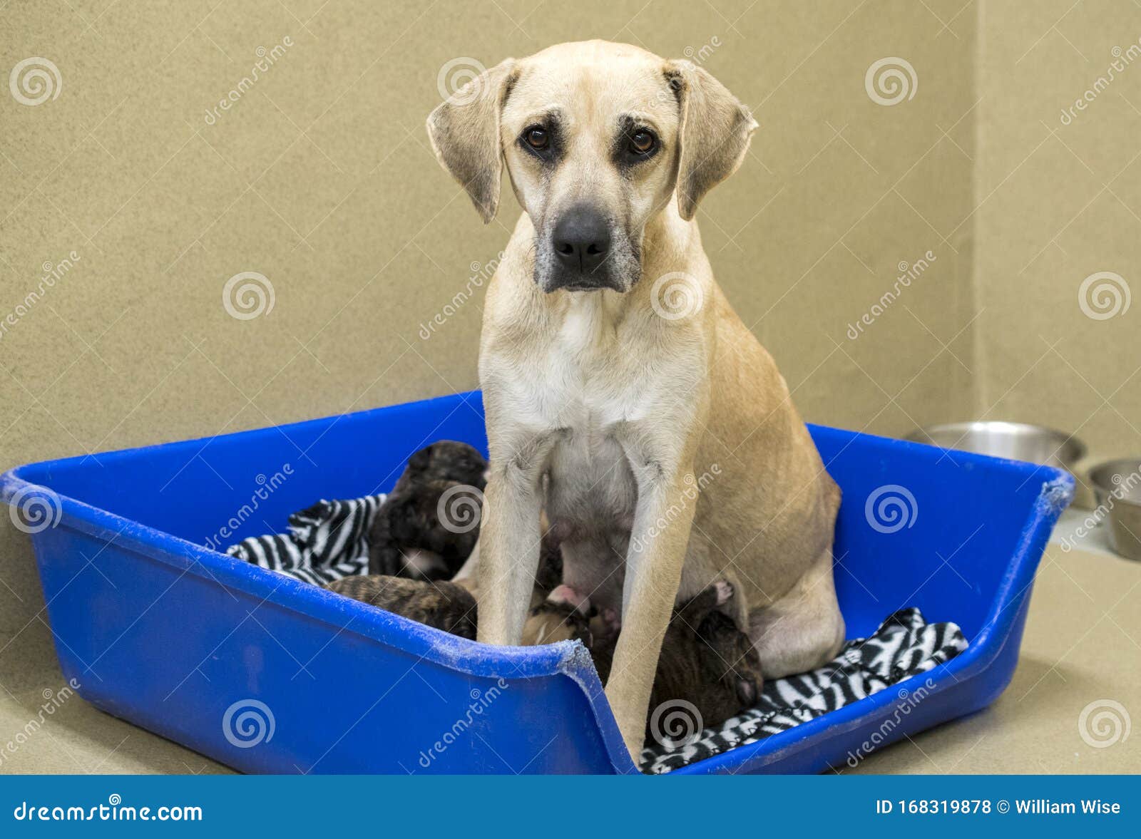 Great Dane Mix Dog Nursing Puppies In Whelping Box Stock Photo Image Of Pound Puppy 168319878