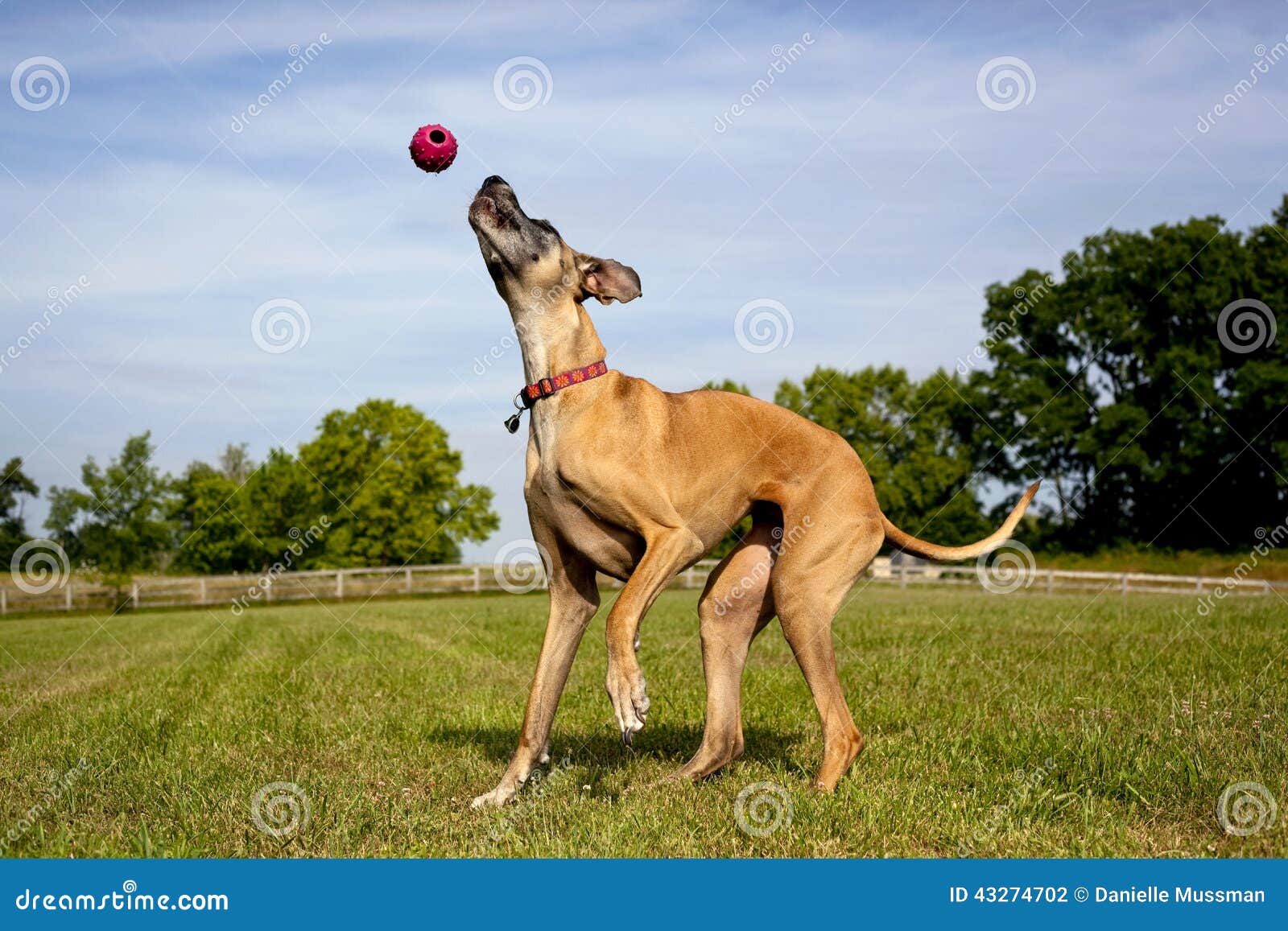 Great Dane Playing with Ball in Mid Air Stock Photo Image of playing