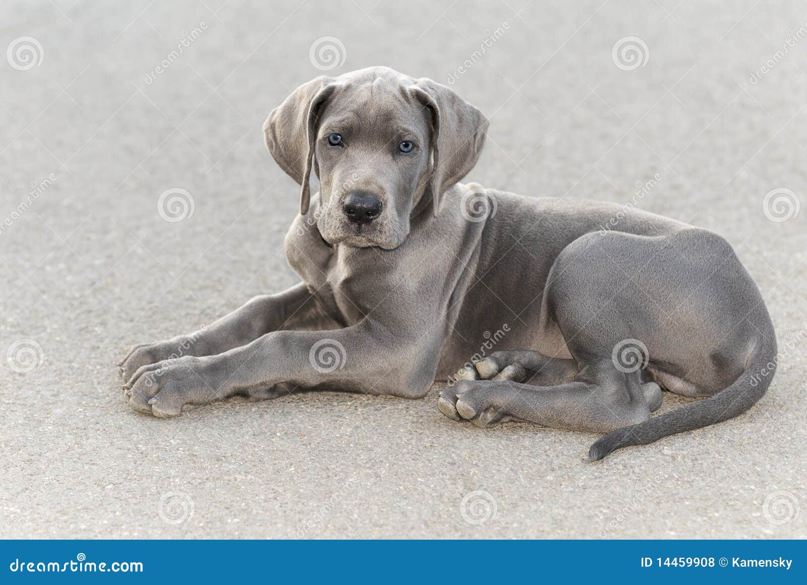 4 week old great dane puppies