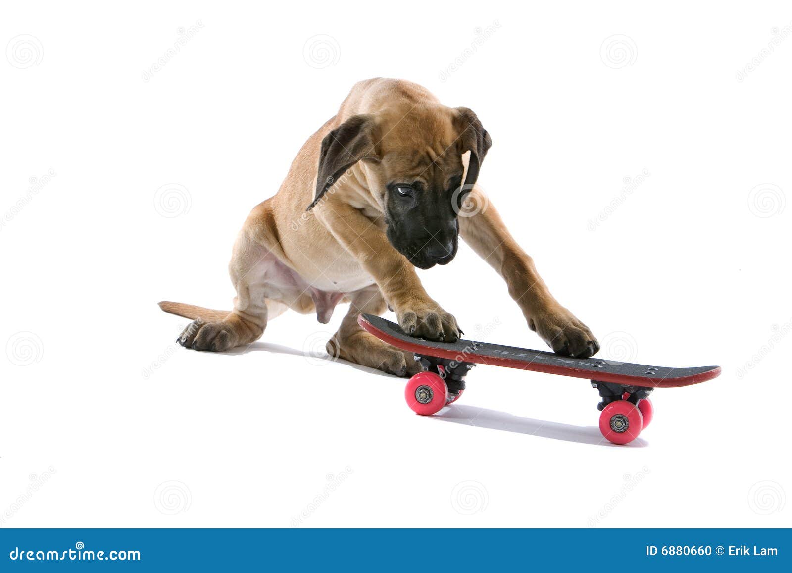 Great Dane puppy stock photo. Image of canine, puppy, board 6880660