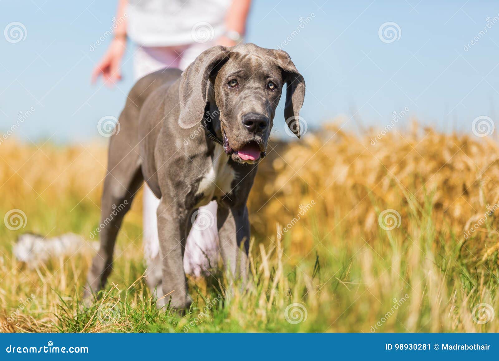 Great Dane Puppy on a Country Path Stock Image Image of dane, action