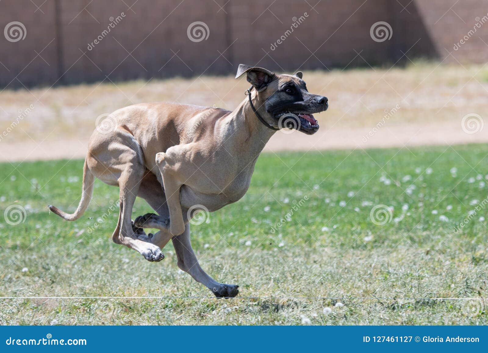 Great Dane Running in Lure Course Stock Image - Image of coursing
