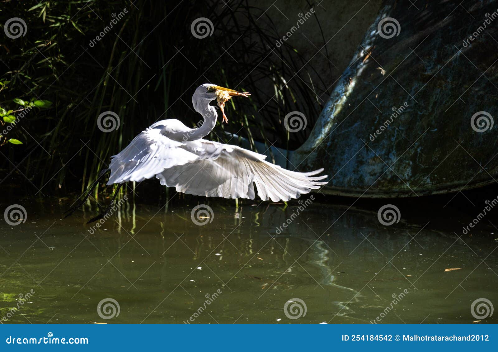 bird of prey destiny 2 bird of prey destiny 2