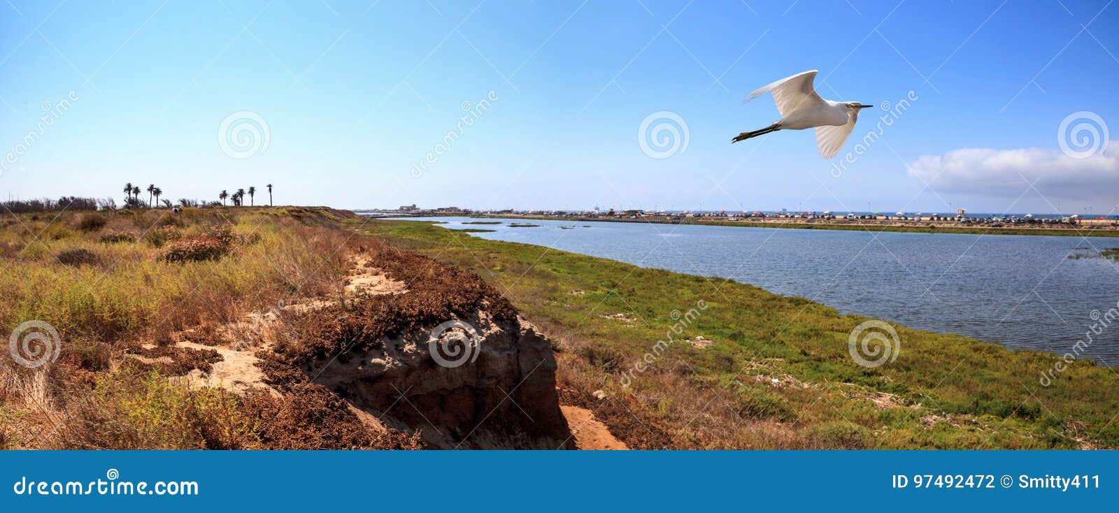 great egret ardea alba flies over a marsh in bolsa chica wetland