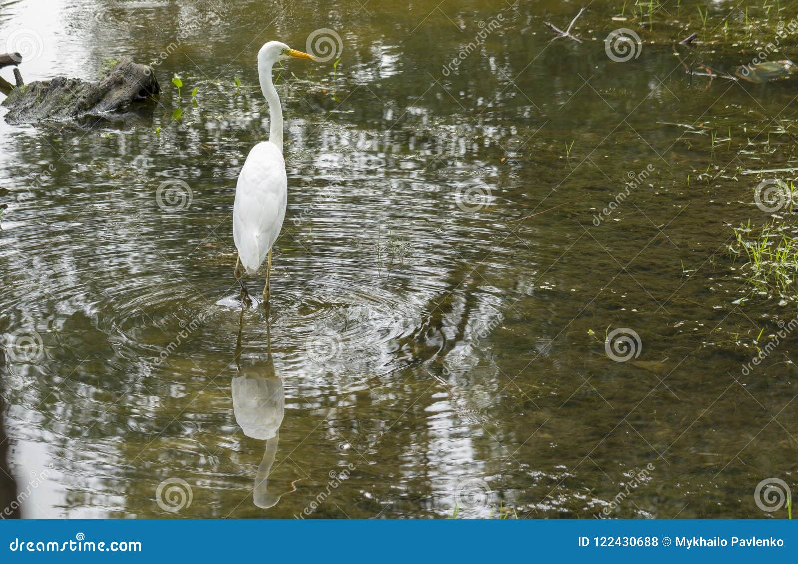 Great Egret Ardea Alba a Large White Bird that Preys on Water Stock