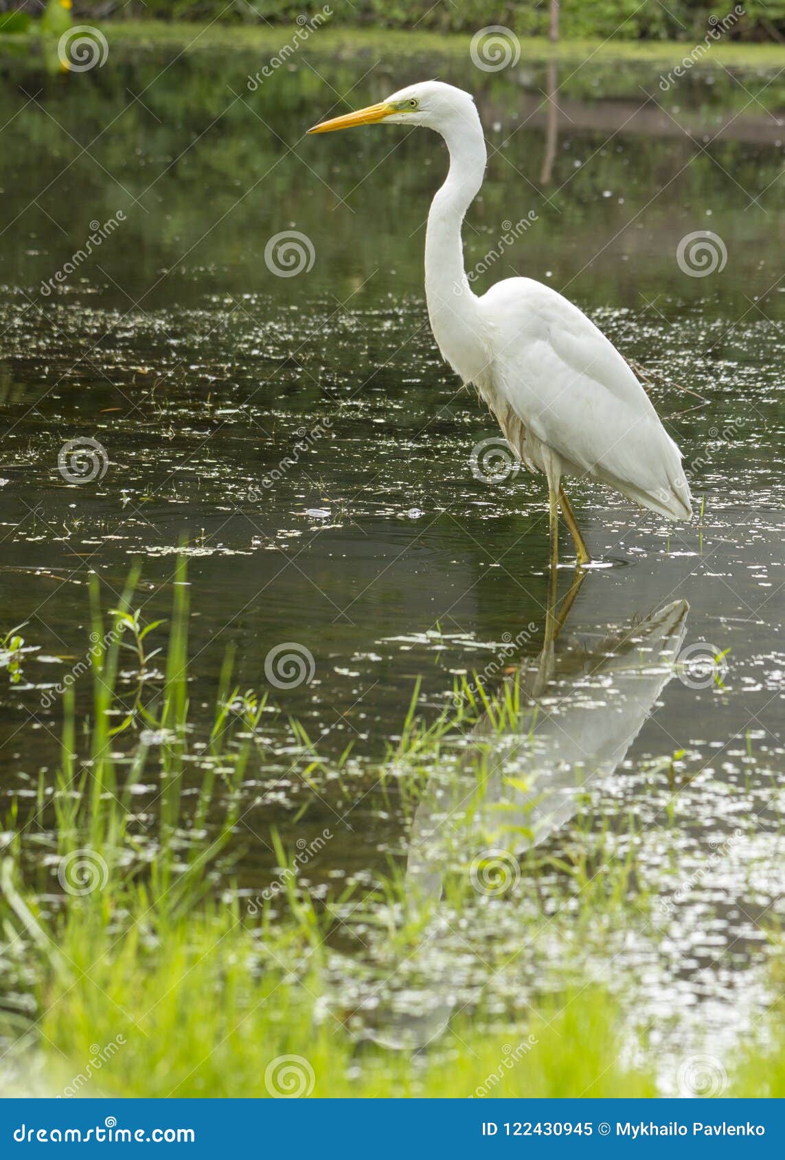 Great Egret Ardea Alba a Large White Bird that Preys on Water Stock