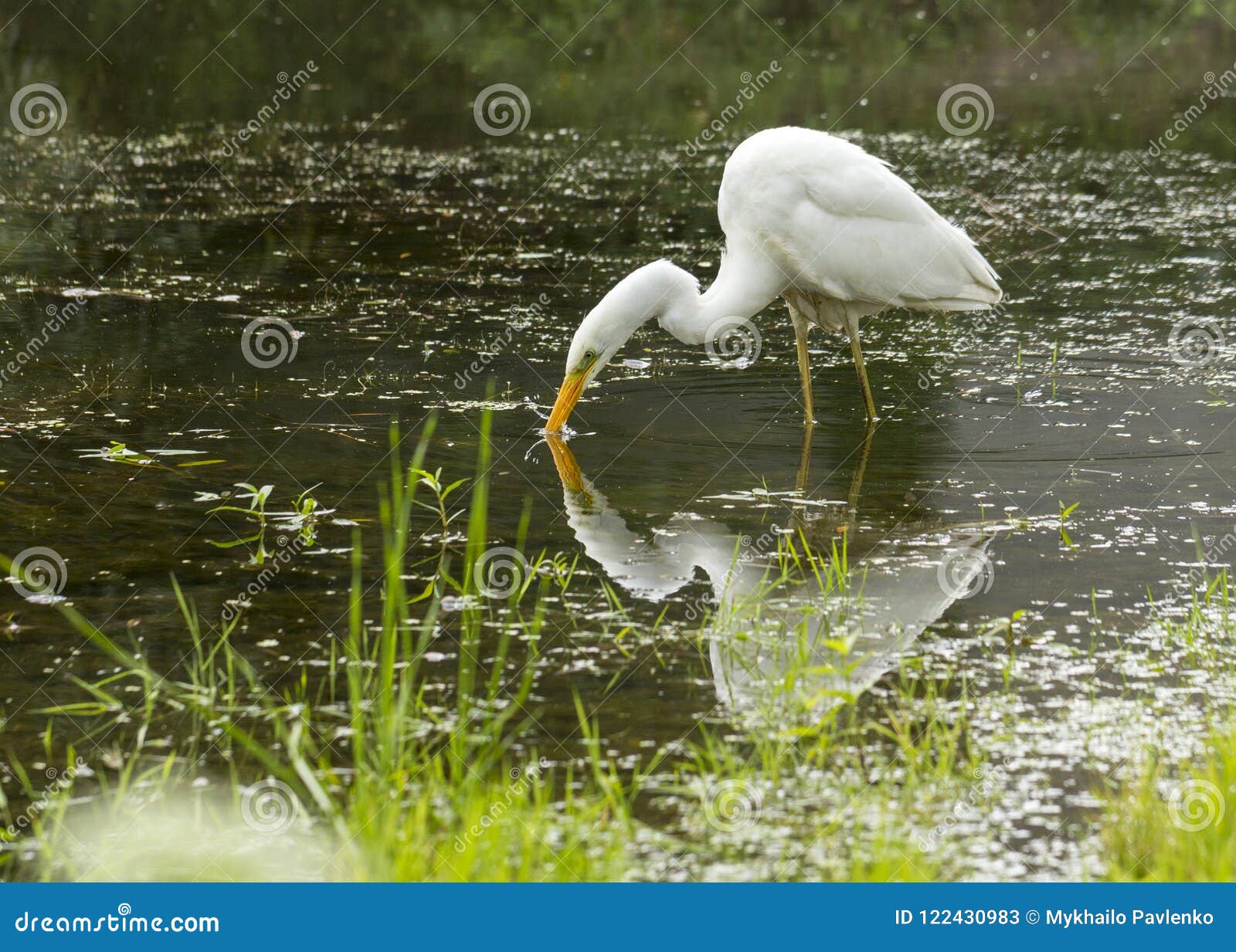 Great Egret Ardea Alba a Large White Bird that Preys on Water Stock